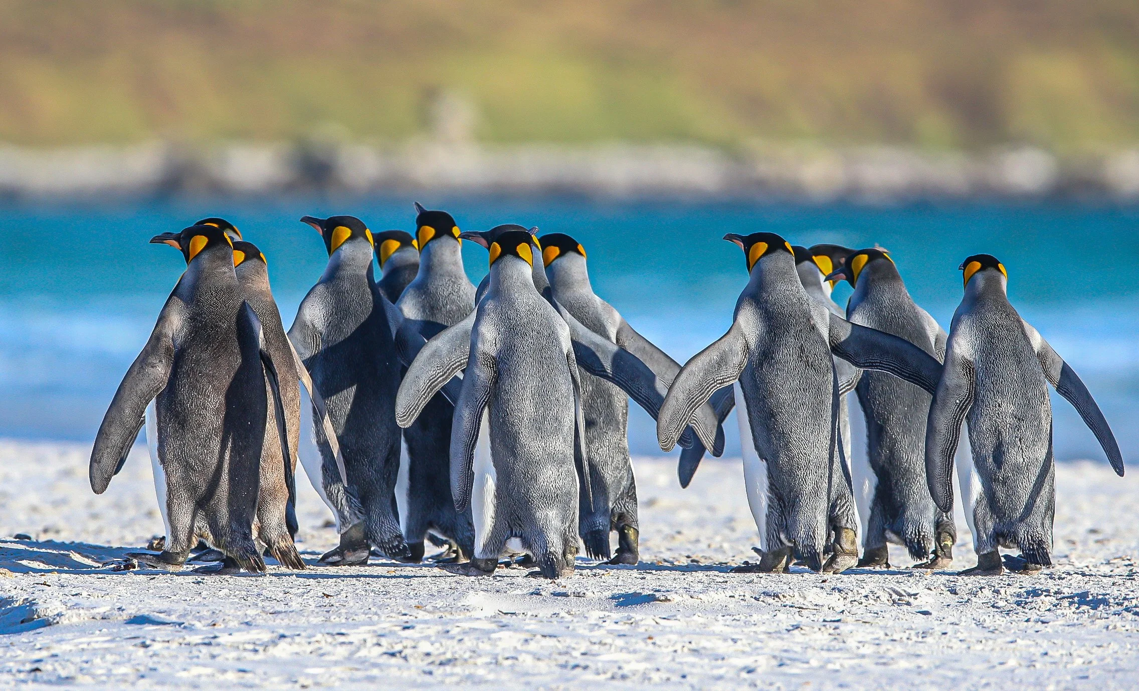 Falklands 10 (566 of 680).jpg