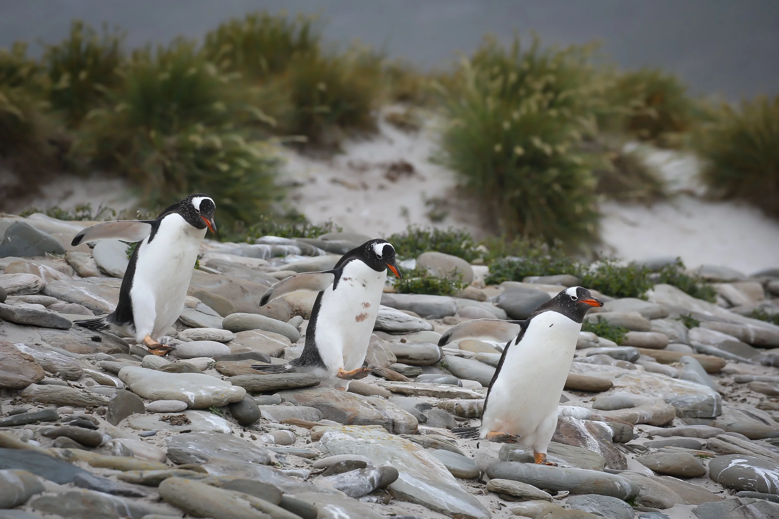 Falklands 3 (648 of 1118).jpg