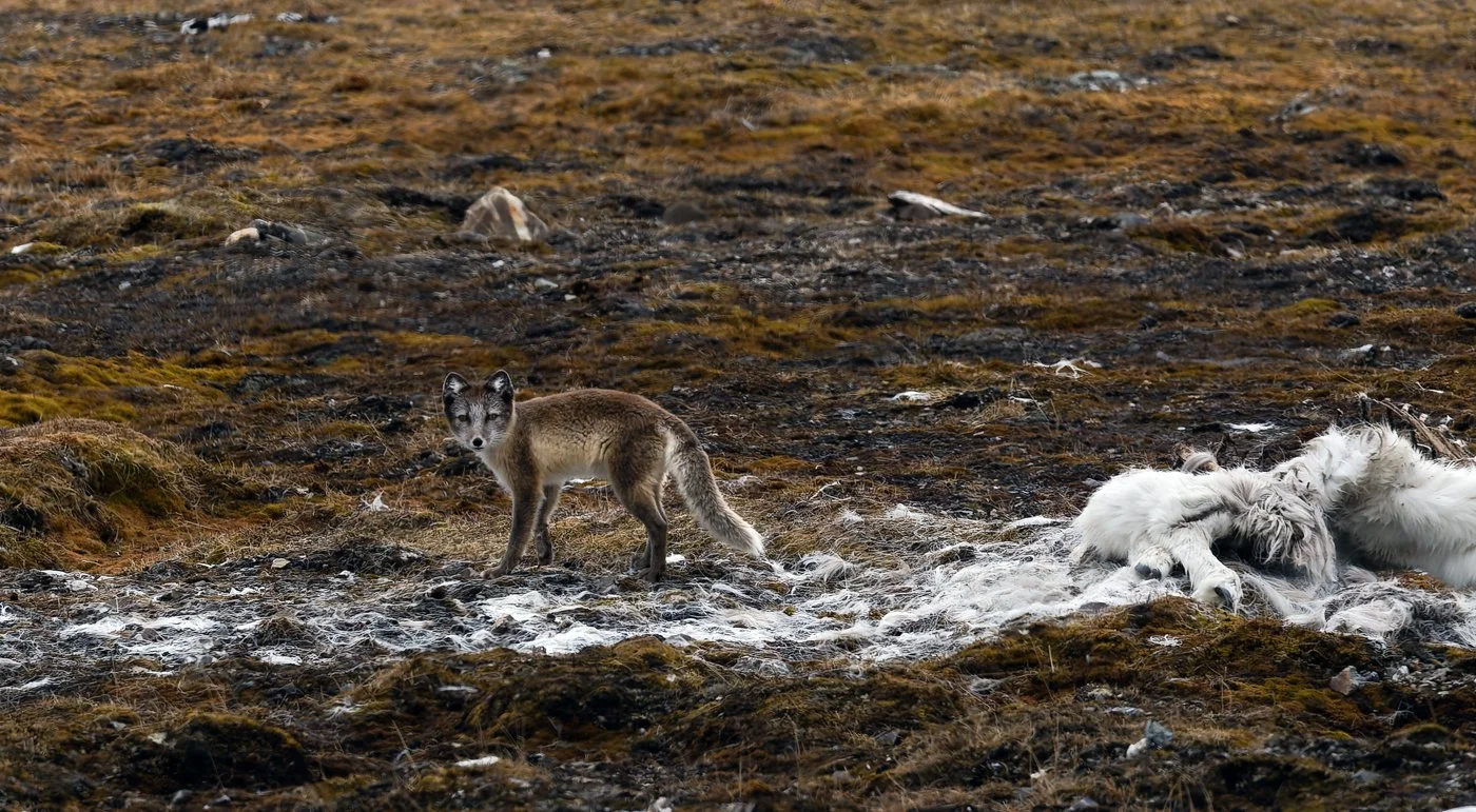 Arctic Voyage312012-188-CR2-Edit.jpg