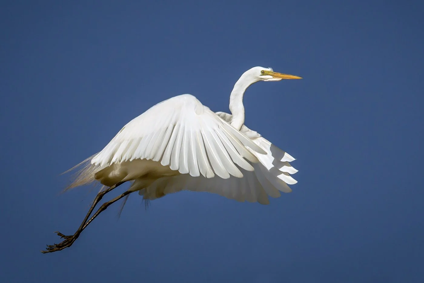 Egret 9.jpg
