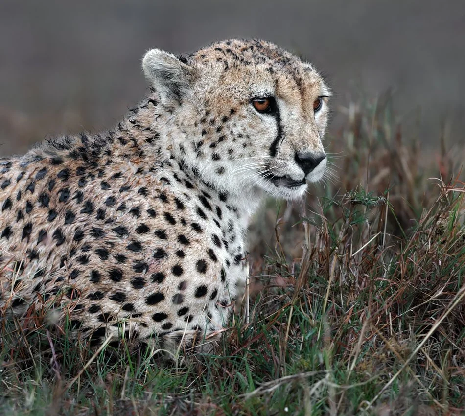 Massai Mara, Kenya  2011 14-1846-DxO_DeepPRIME XD2s-Edit.jpg