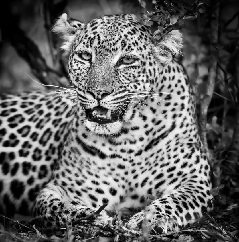 Leopard BW.jpg