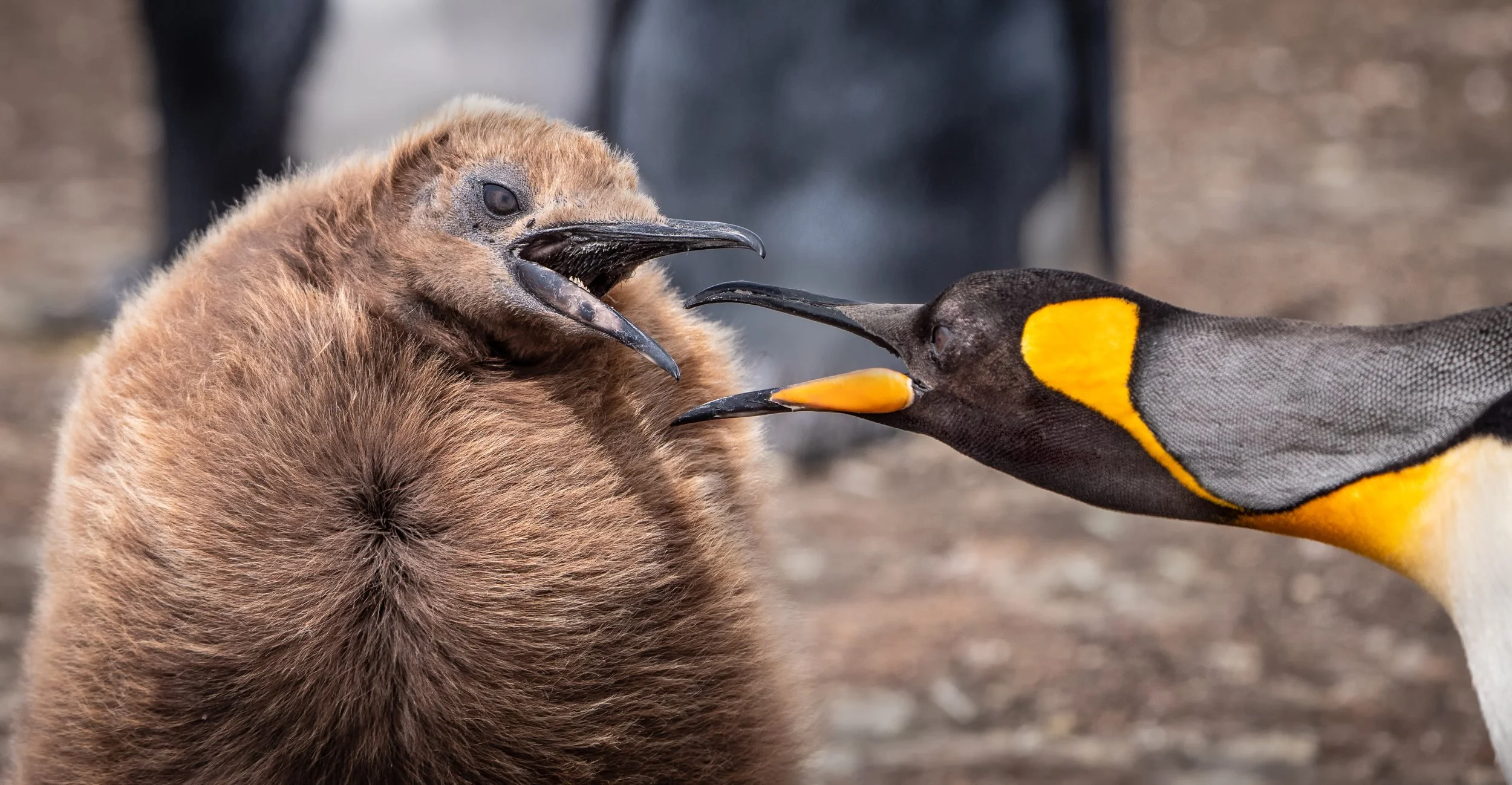 Falklands 10 (1094 of 1273)-Edit-Edit.jpg
