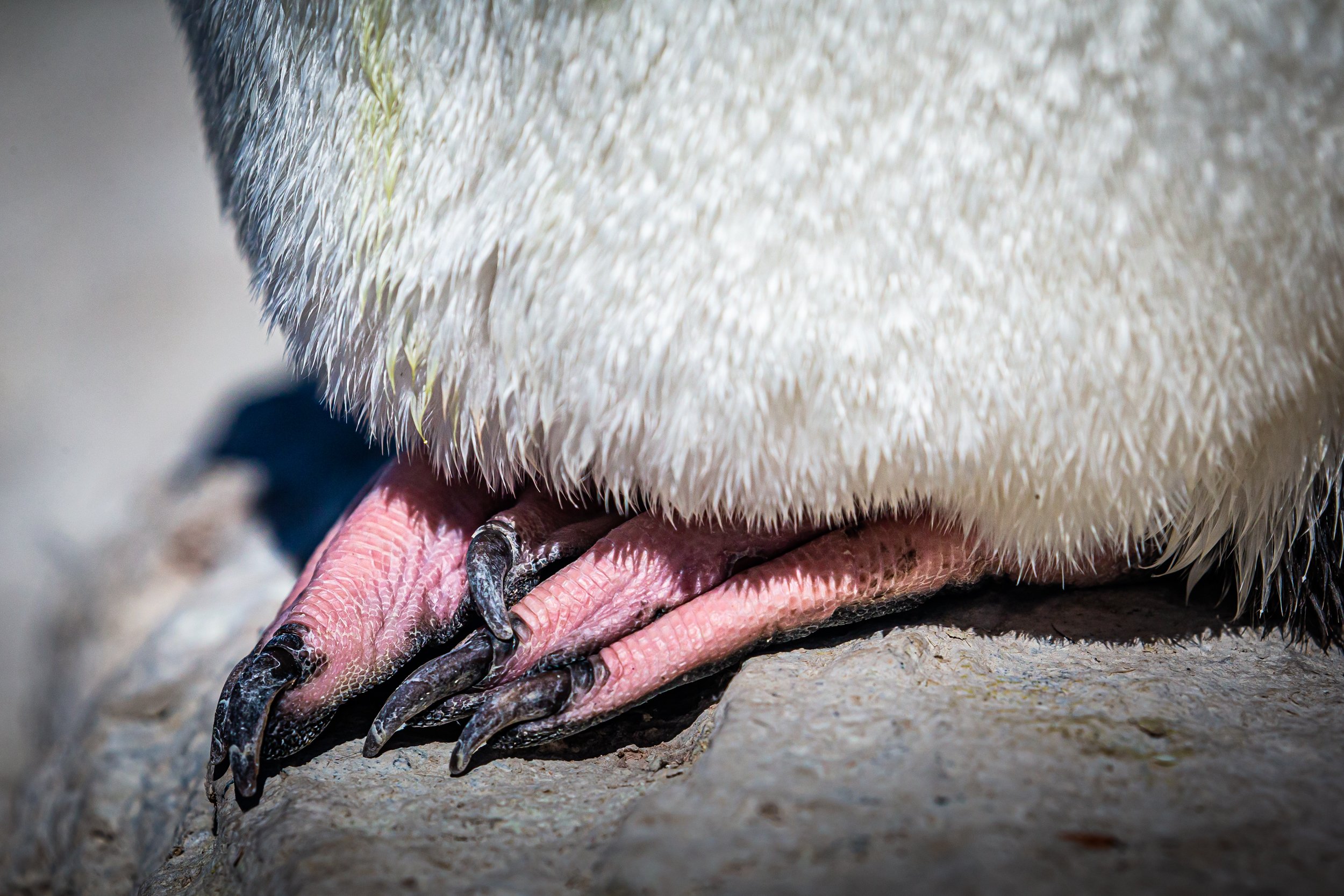 Falklands 9 (302 of 764).jpg