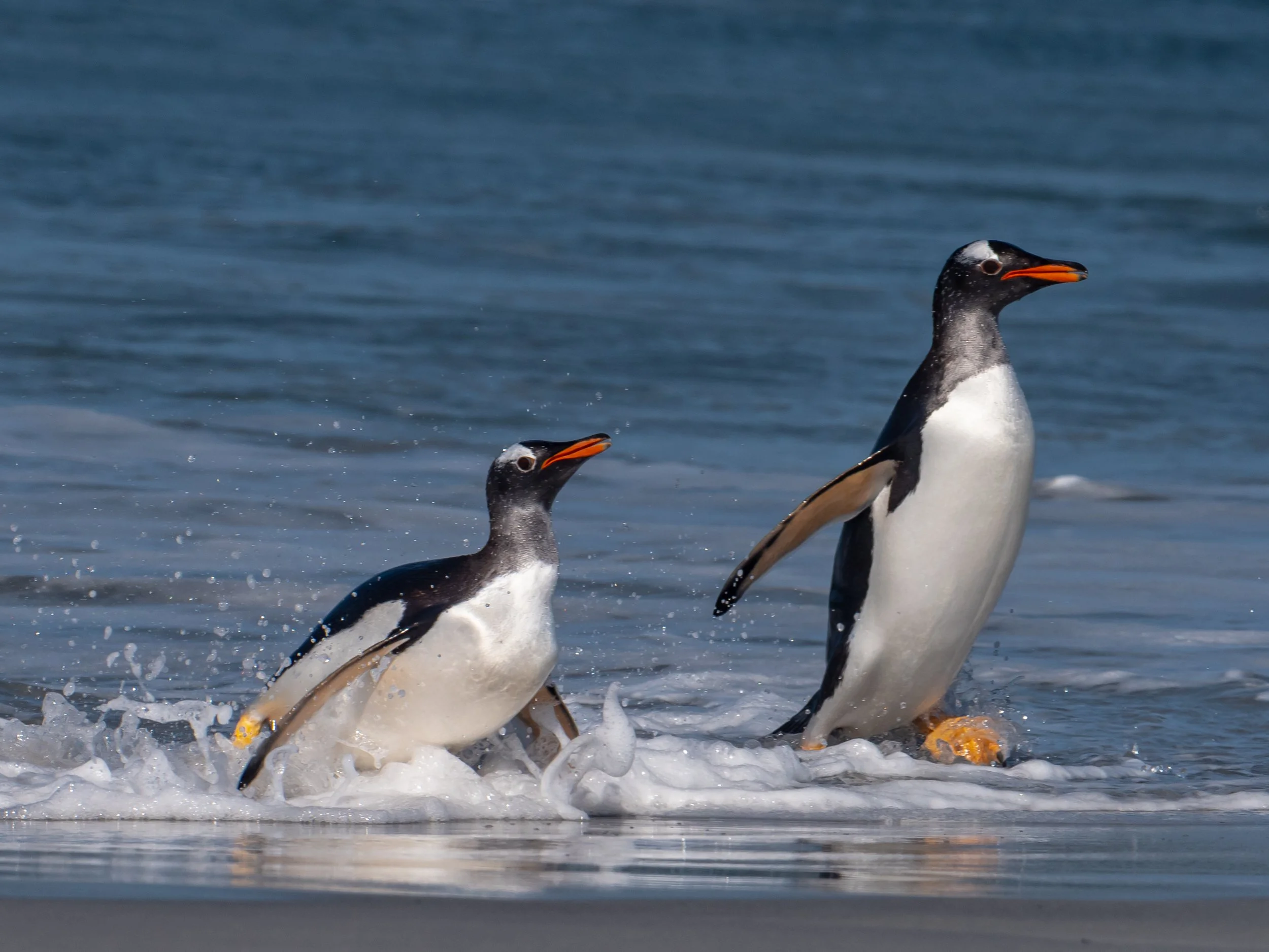 Lumix  4 (310 of 712).jpg