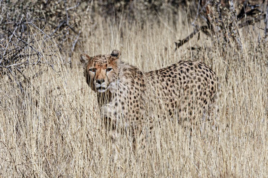 Namibia 20 (216 of 786)-DxO_DeepPRIME XD2s-Edit.jpg