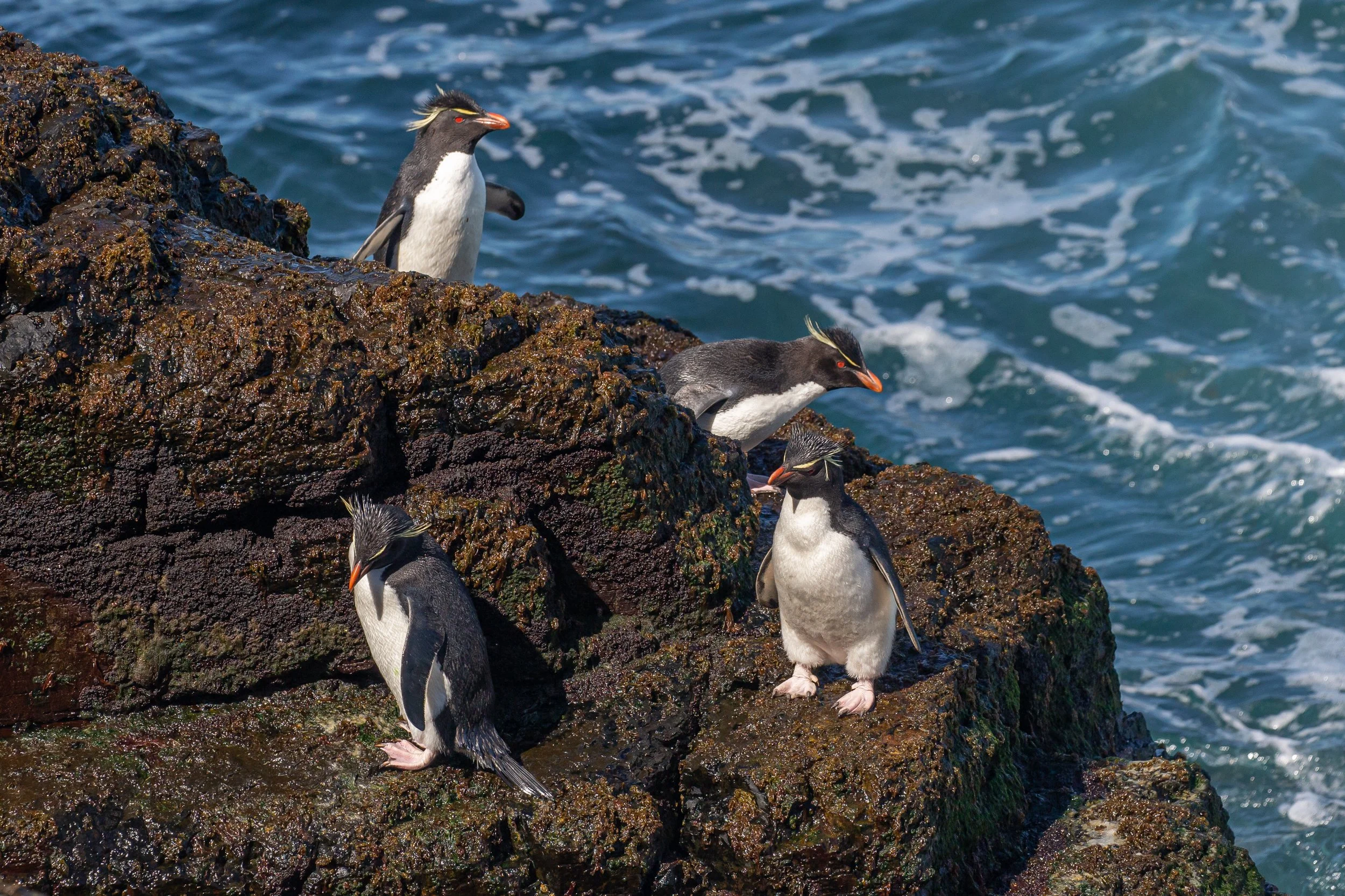Falklands 9 (327 of 764).jpg