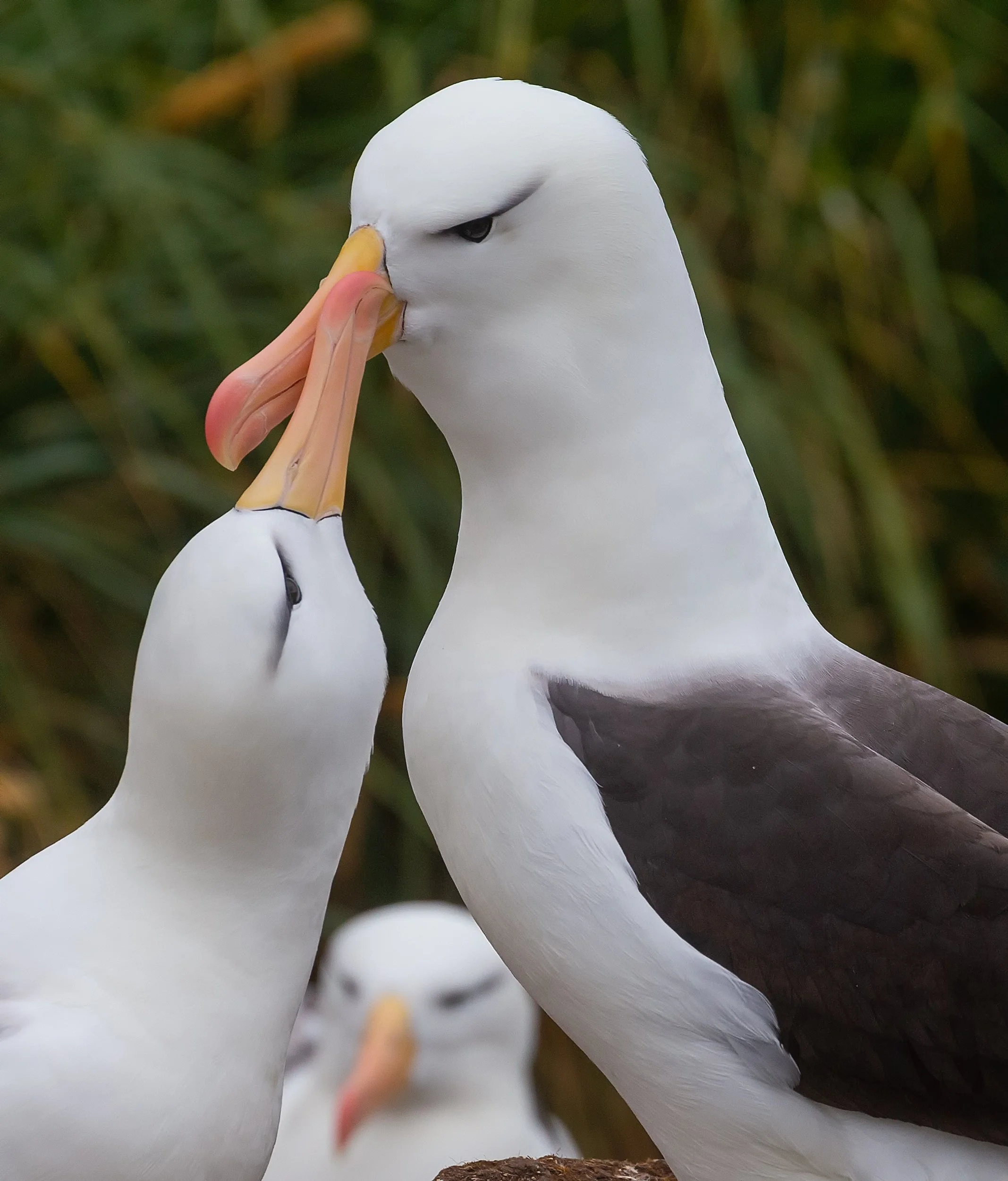 Falklands 4 (290 of 411)-Edit-Edit.jpg