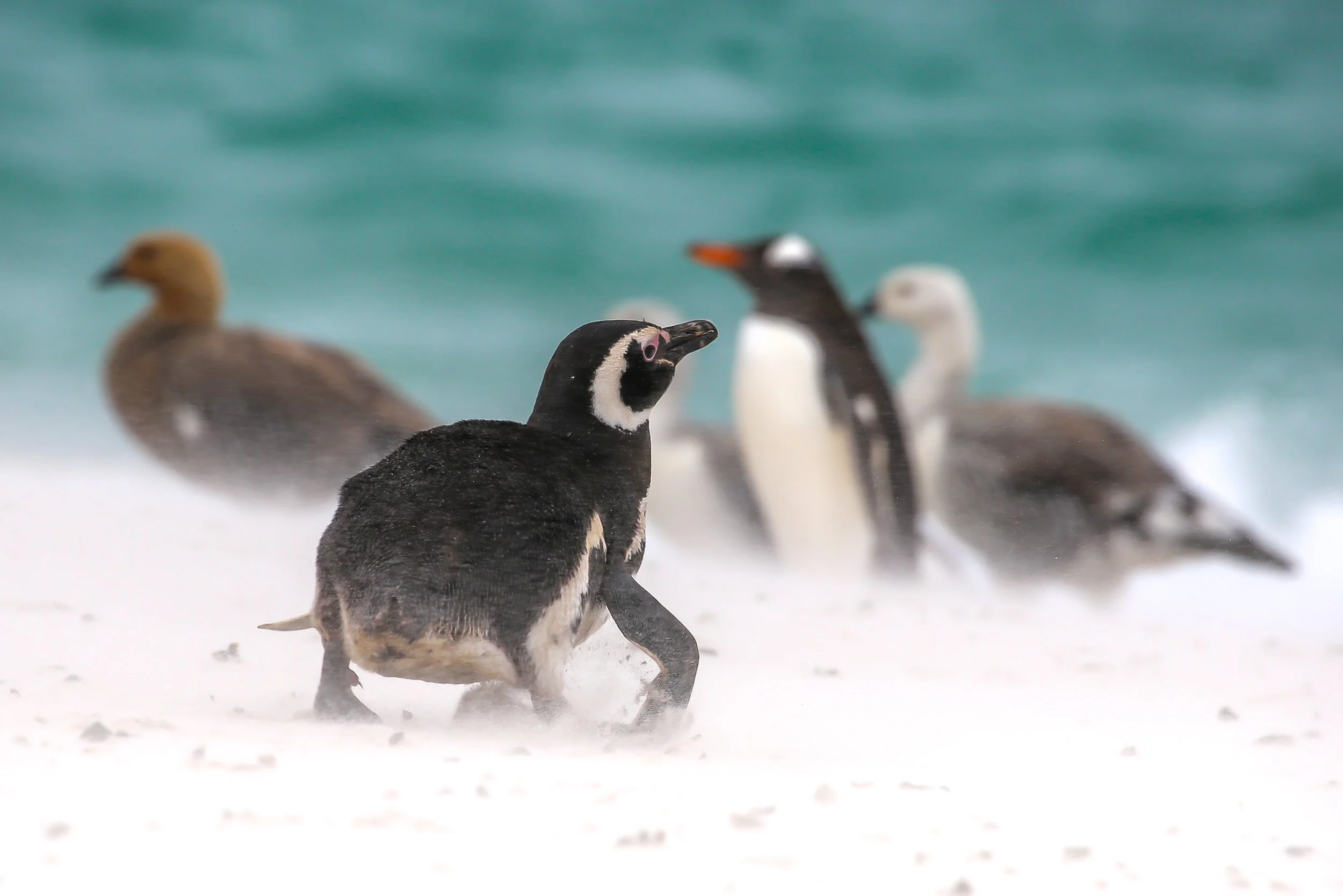 Falklands 3 (663 of 1118).jpg