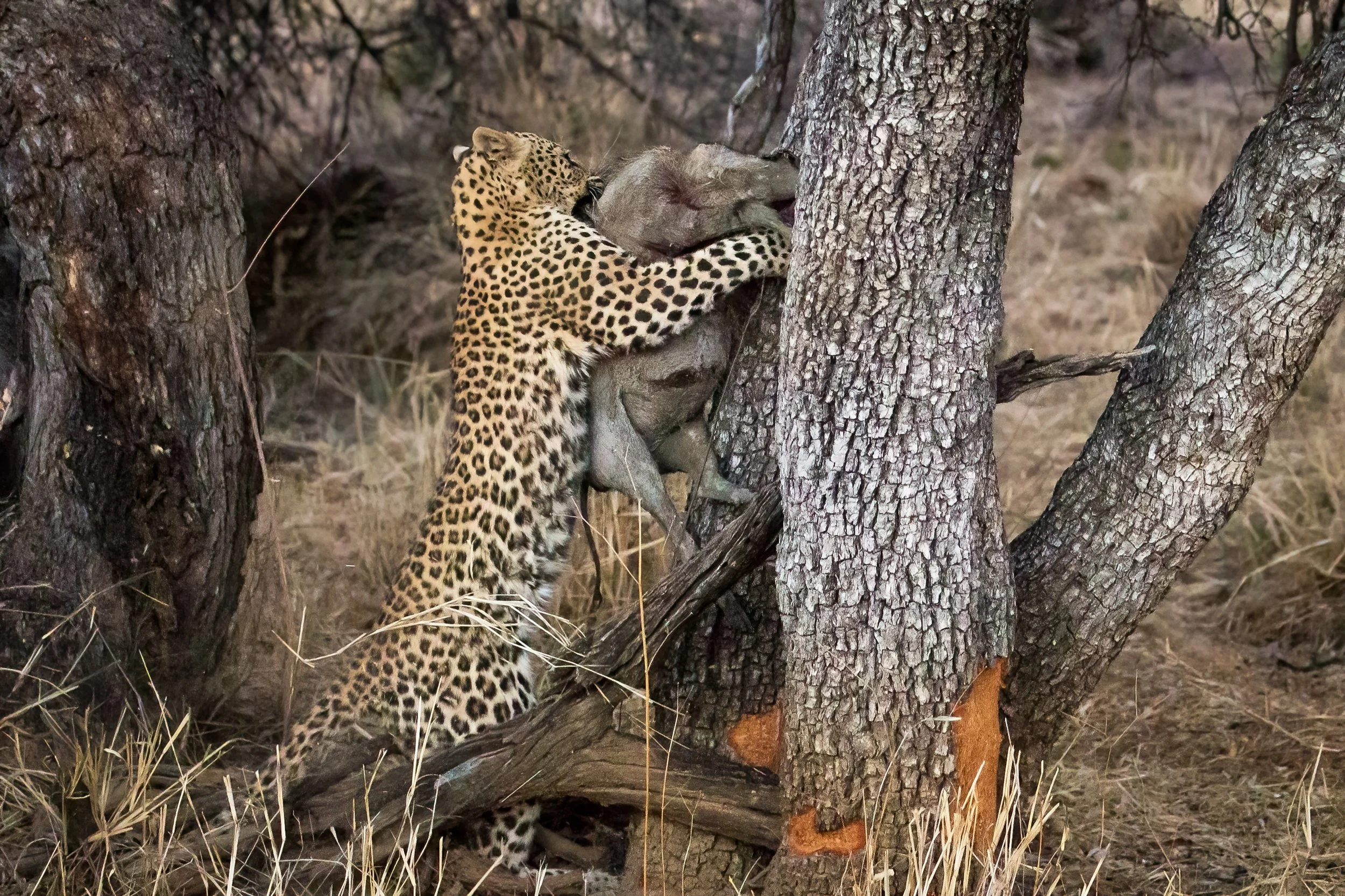 Namibia 18 (1981 of 2184)-Edit-Edit.jpg