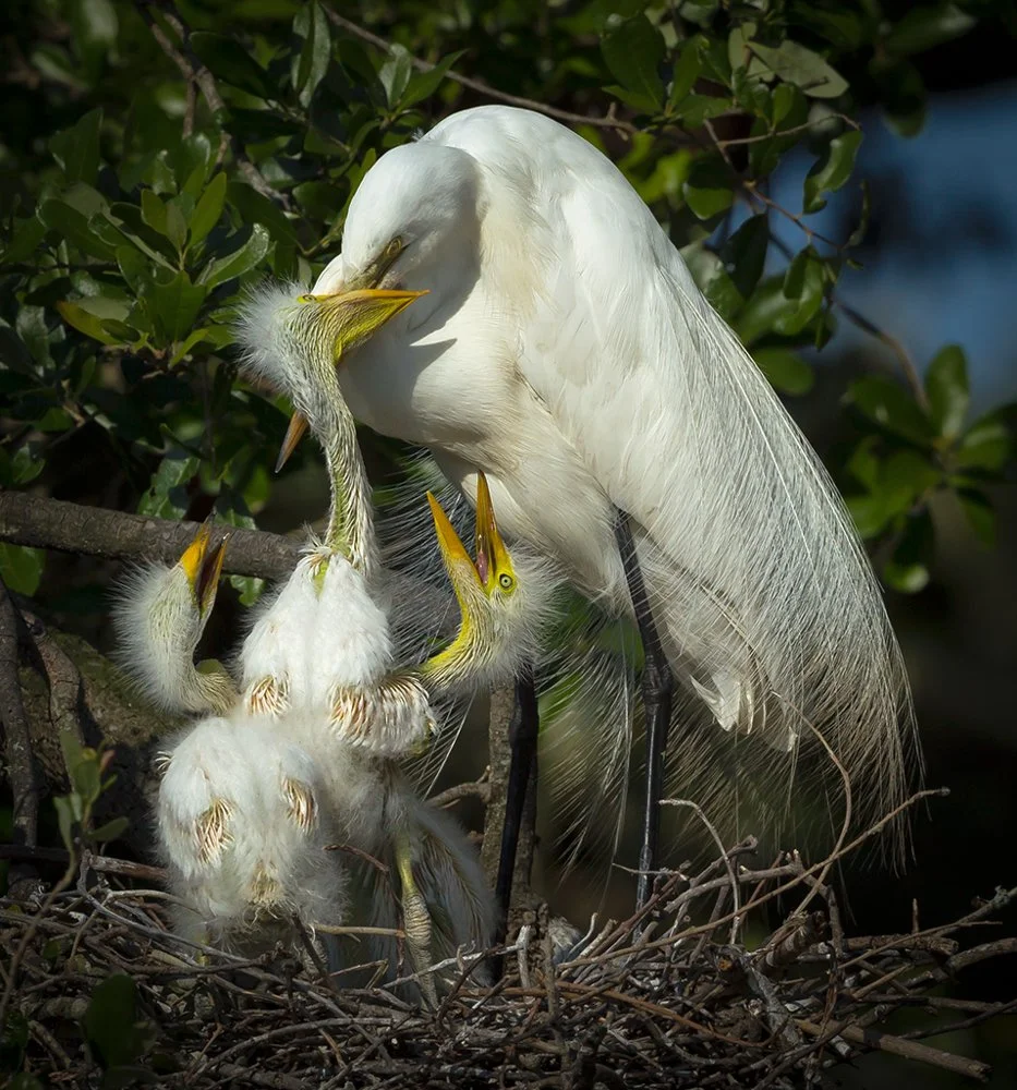 Orpington (128 of 1115).jpg