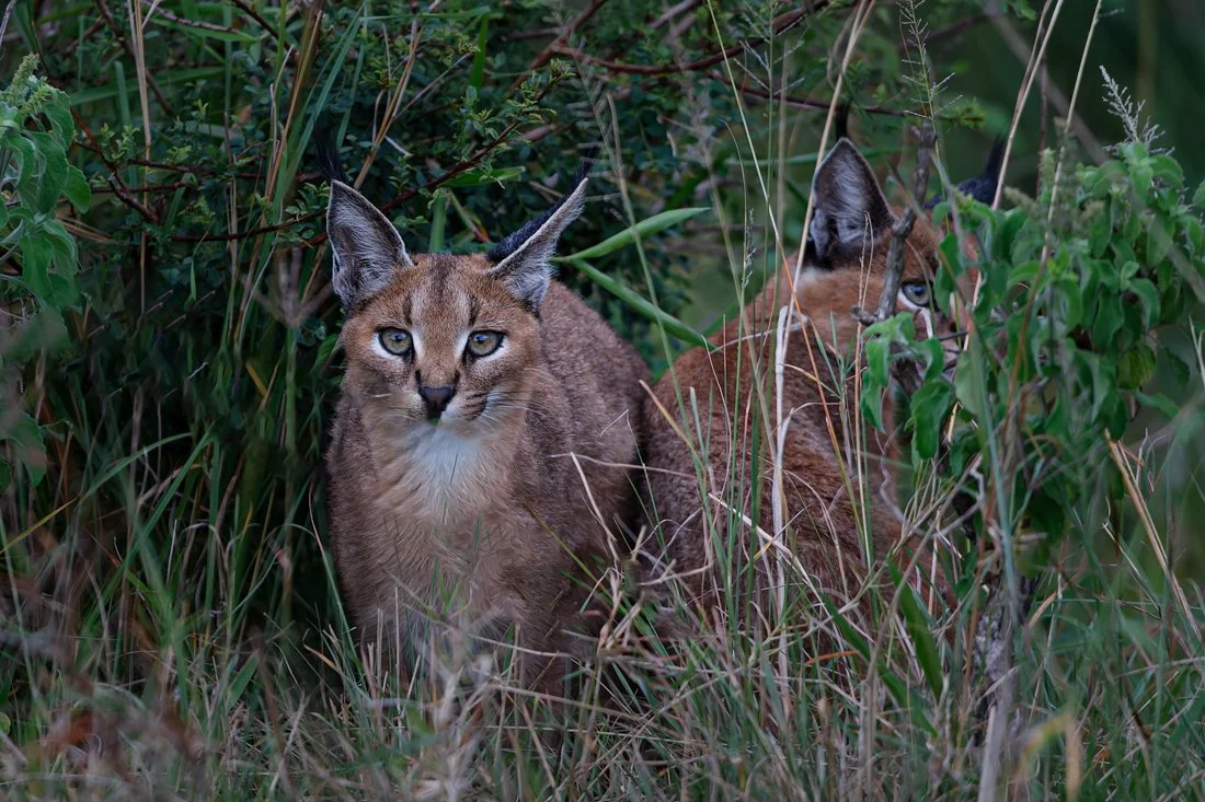 Massai Mara, Kenya  2011 14-883-DxO_DeepPRIME XD2s.jpg