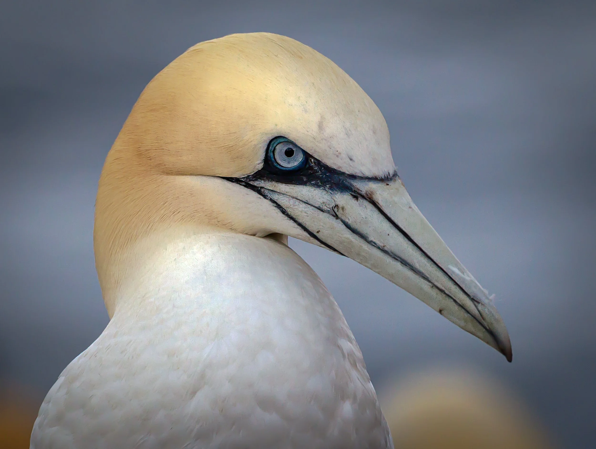 Gannet7.jpg