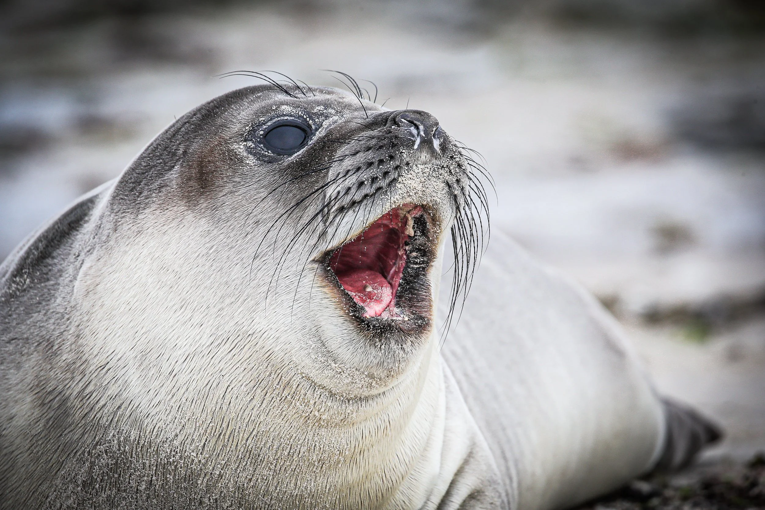 Falklands 3 (70 of 1118)-2.jpg