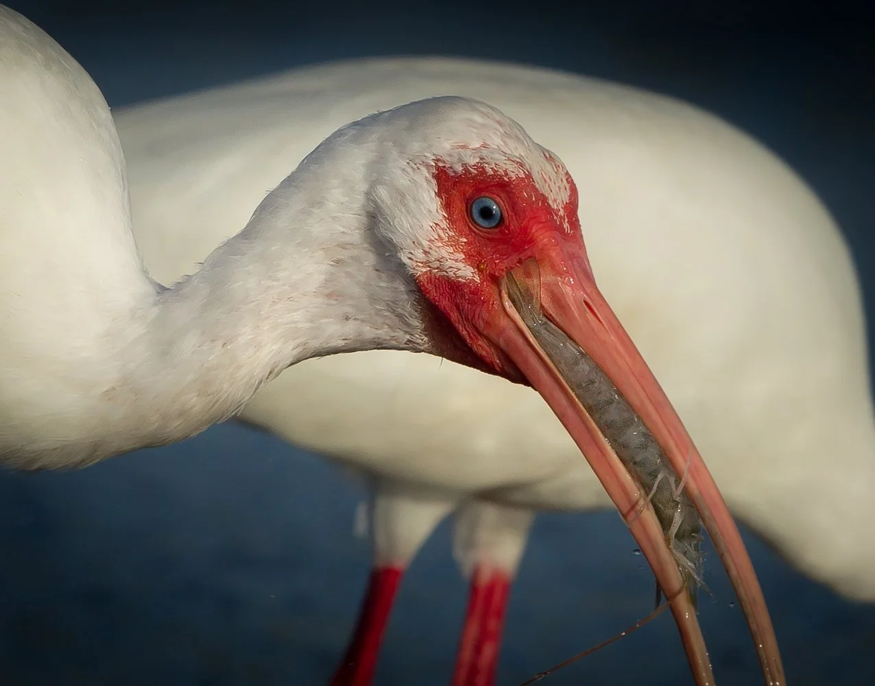 Florida Birds (2961 of 1465)-Edit.jpg