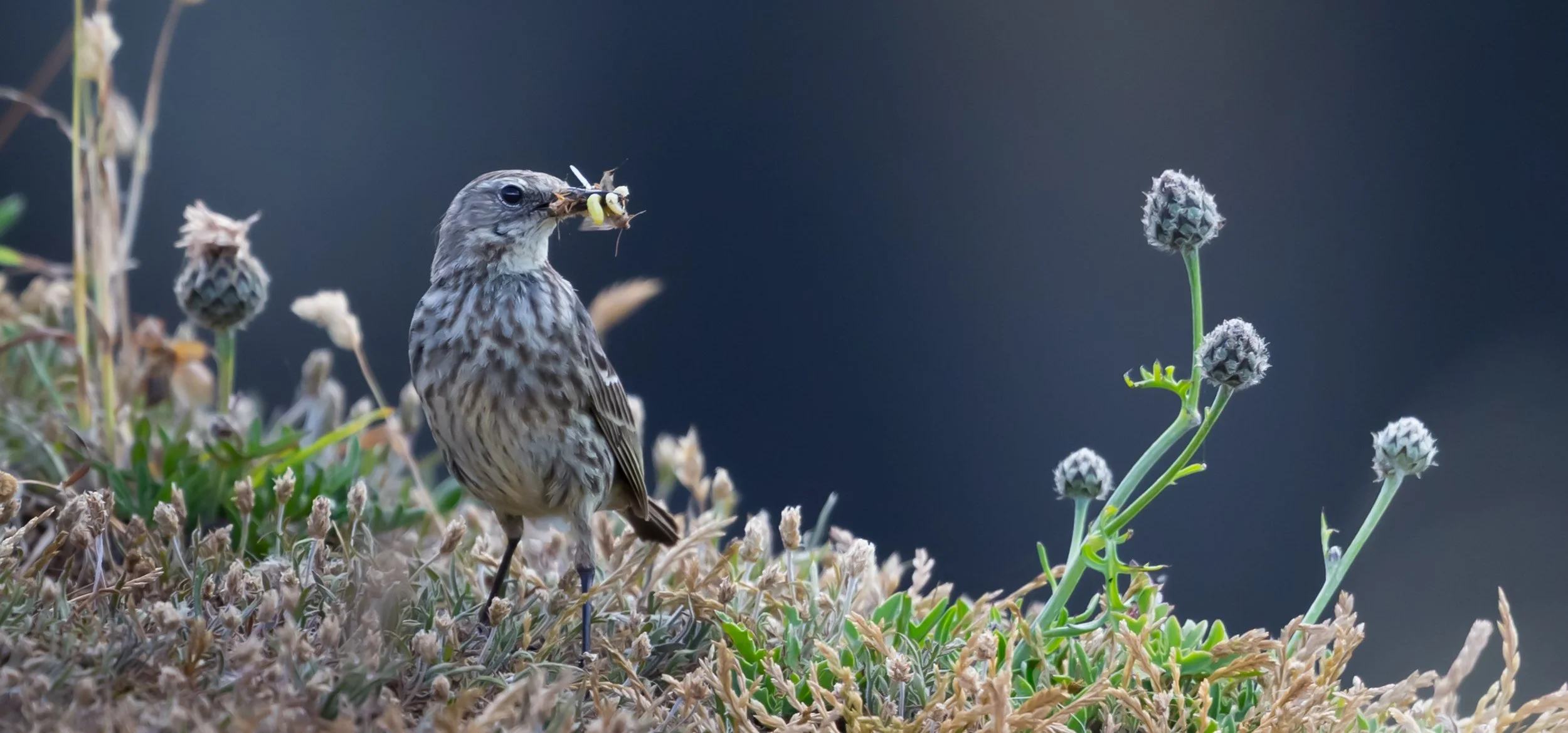 Stack Rocks Jun 201422-265.jpg