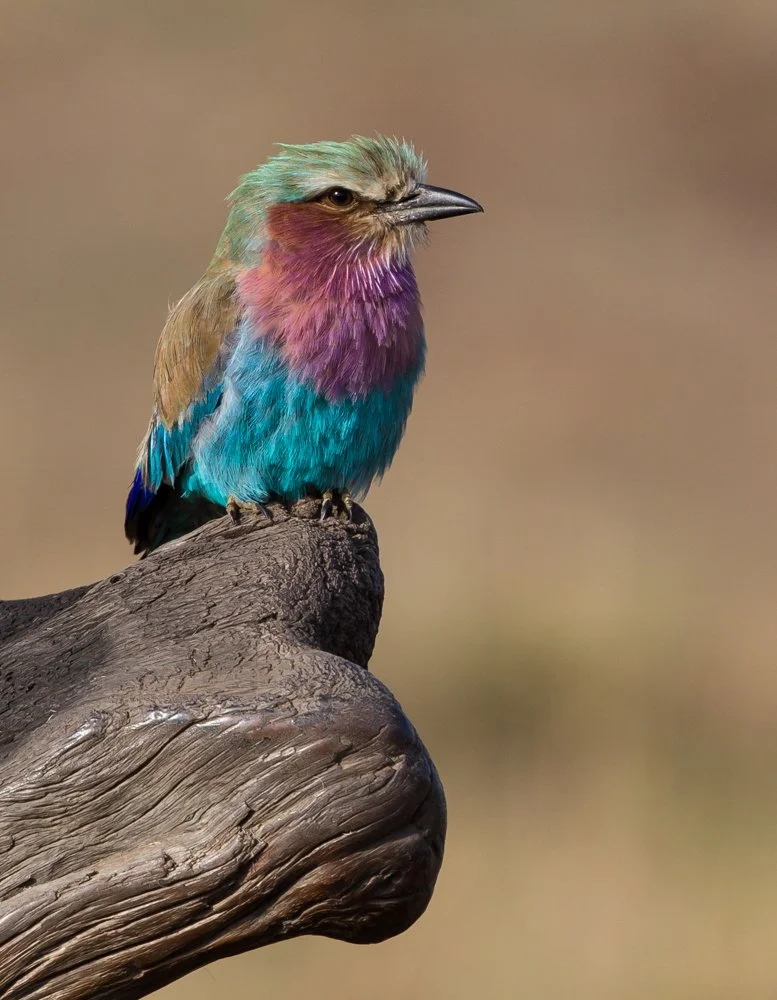 Massai Mara, Kenya  2011 14-5792.jpg