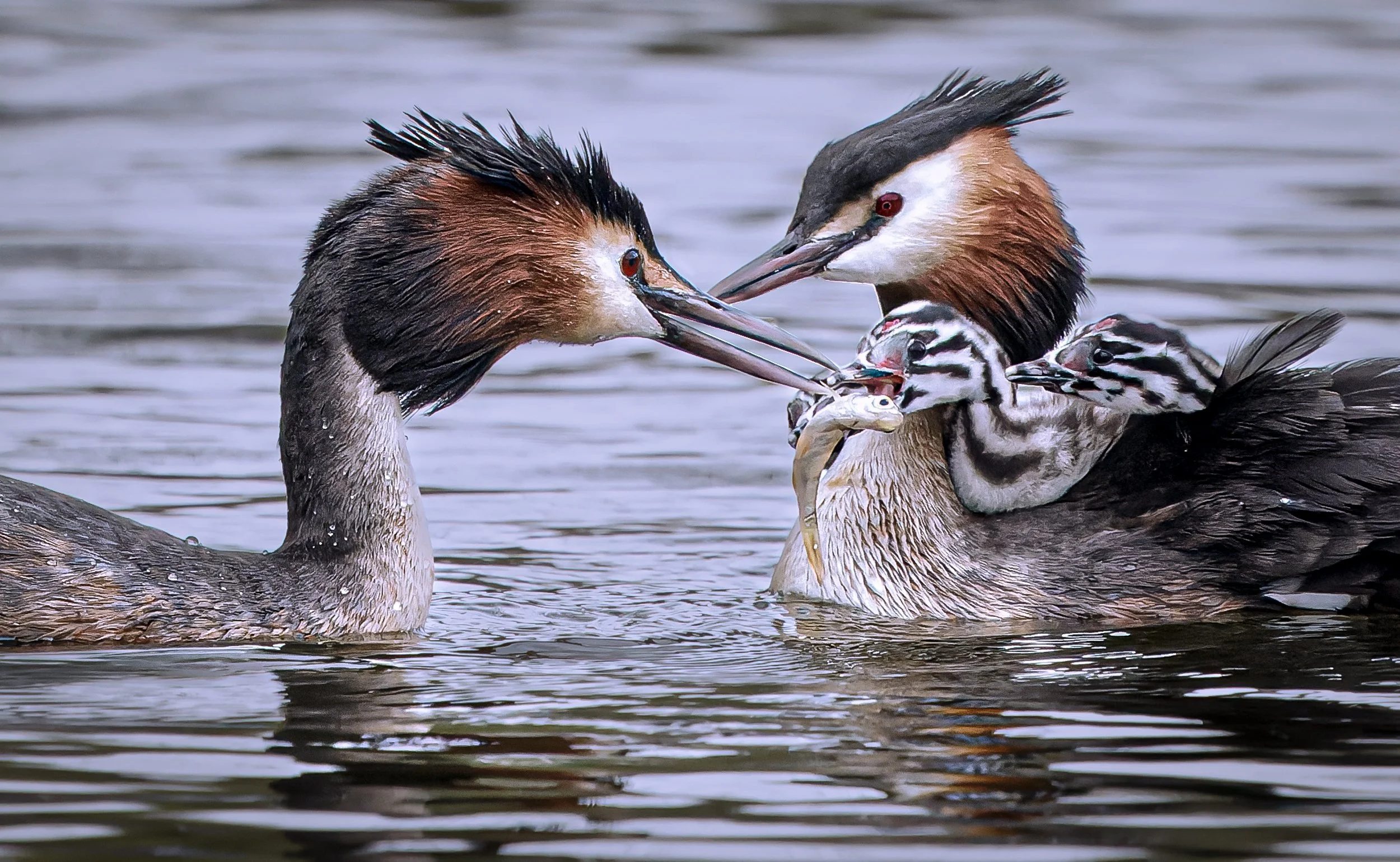 untitled (84 of 363)-CR3-Edit.jpg