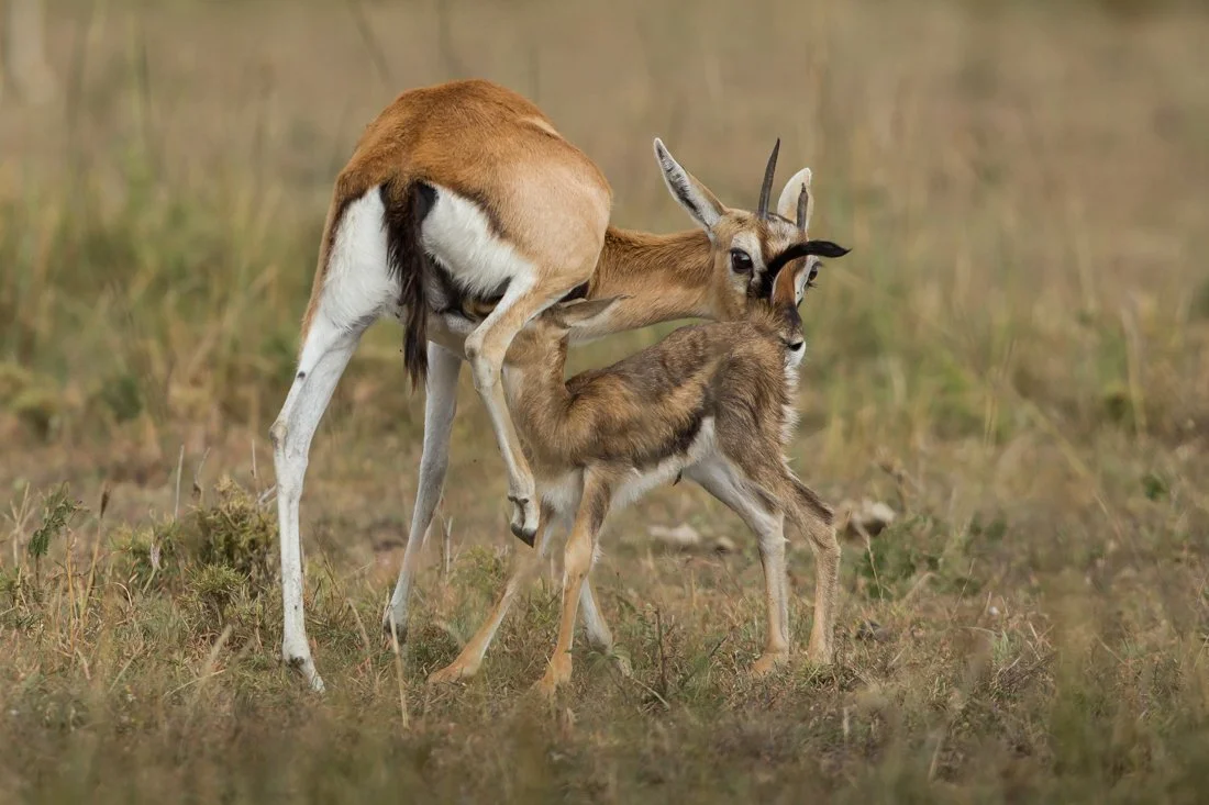Massai Mara, Kenya  2011 14-5388.jpg