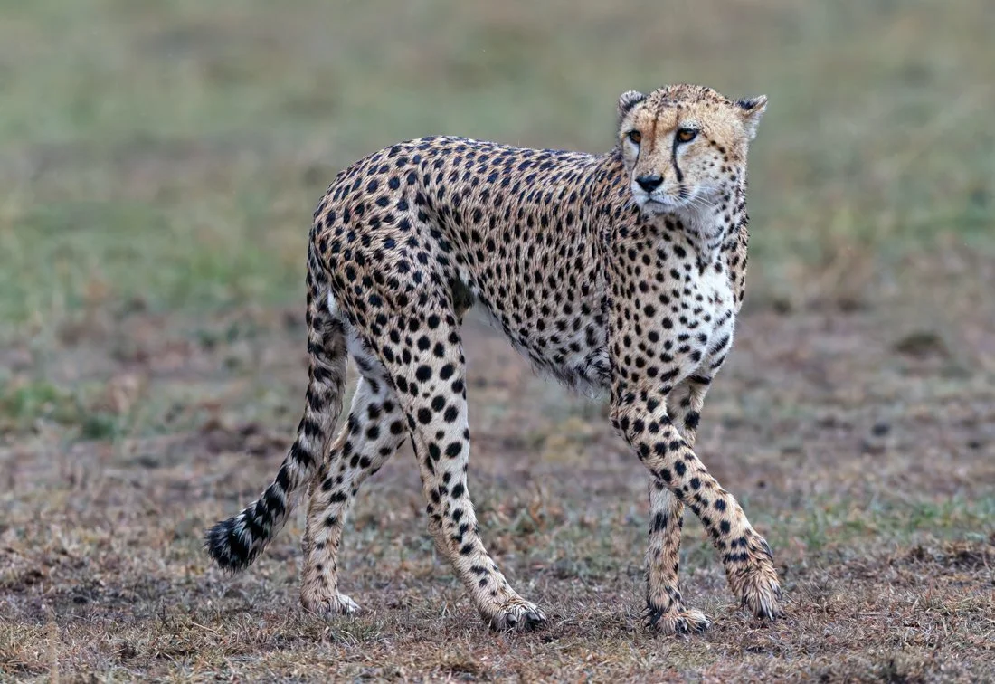 Massai Mara, Kenya  2011 14-1392-DxO_DeepPRIME XD2s-Edit.jpg
