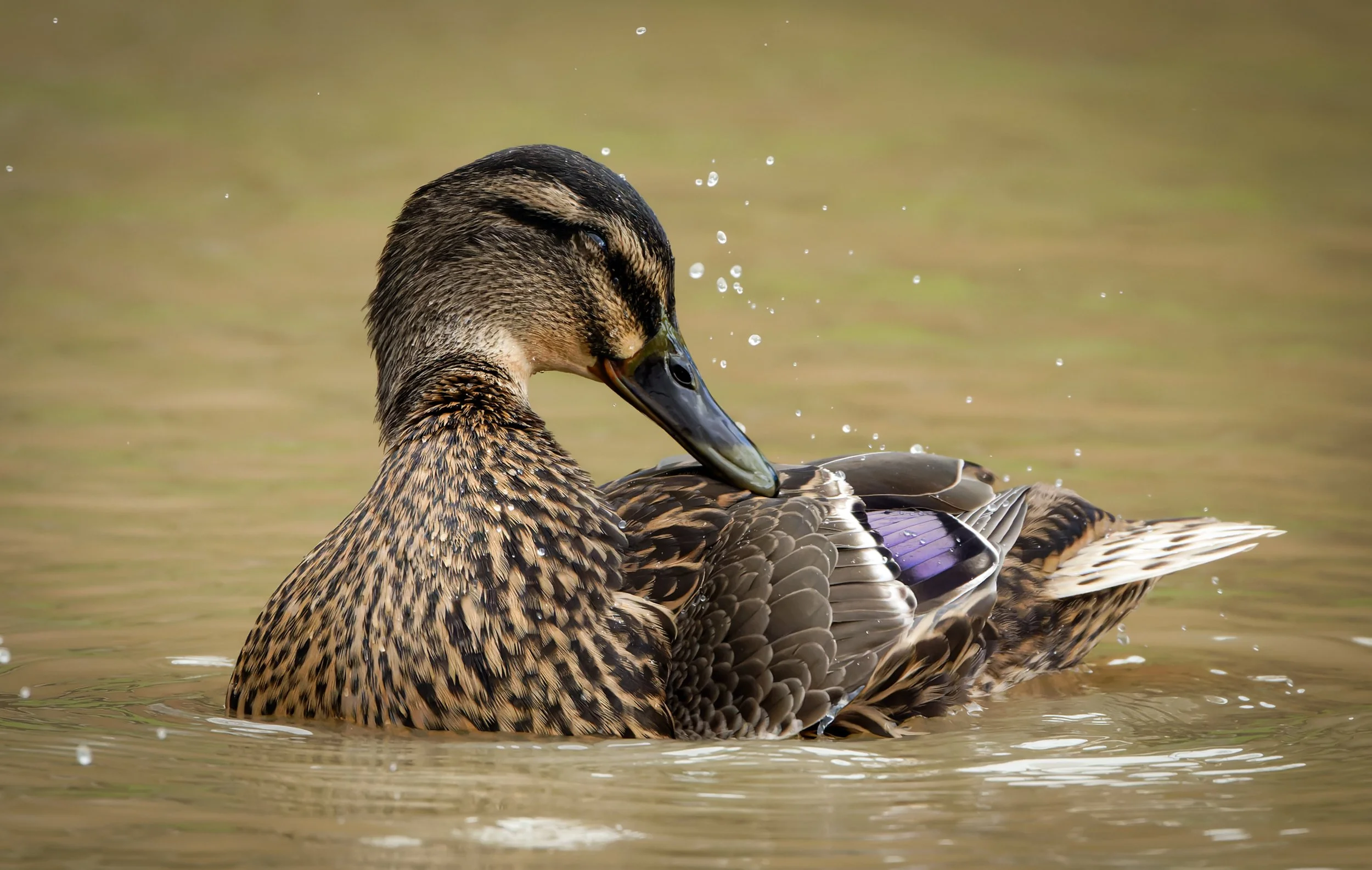 untitled (884 of 914)-CR3-Edit.jpg