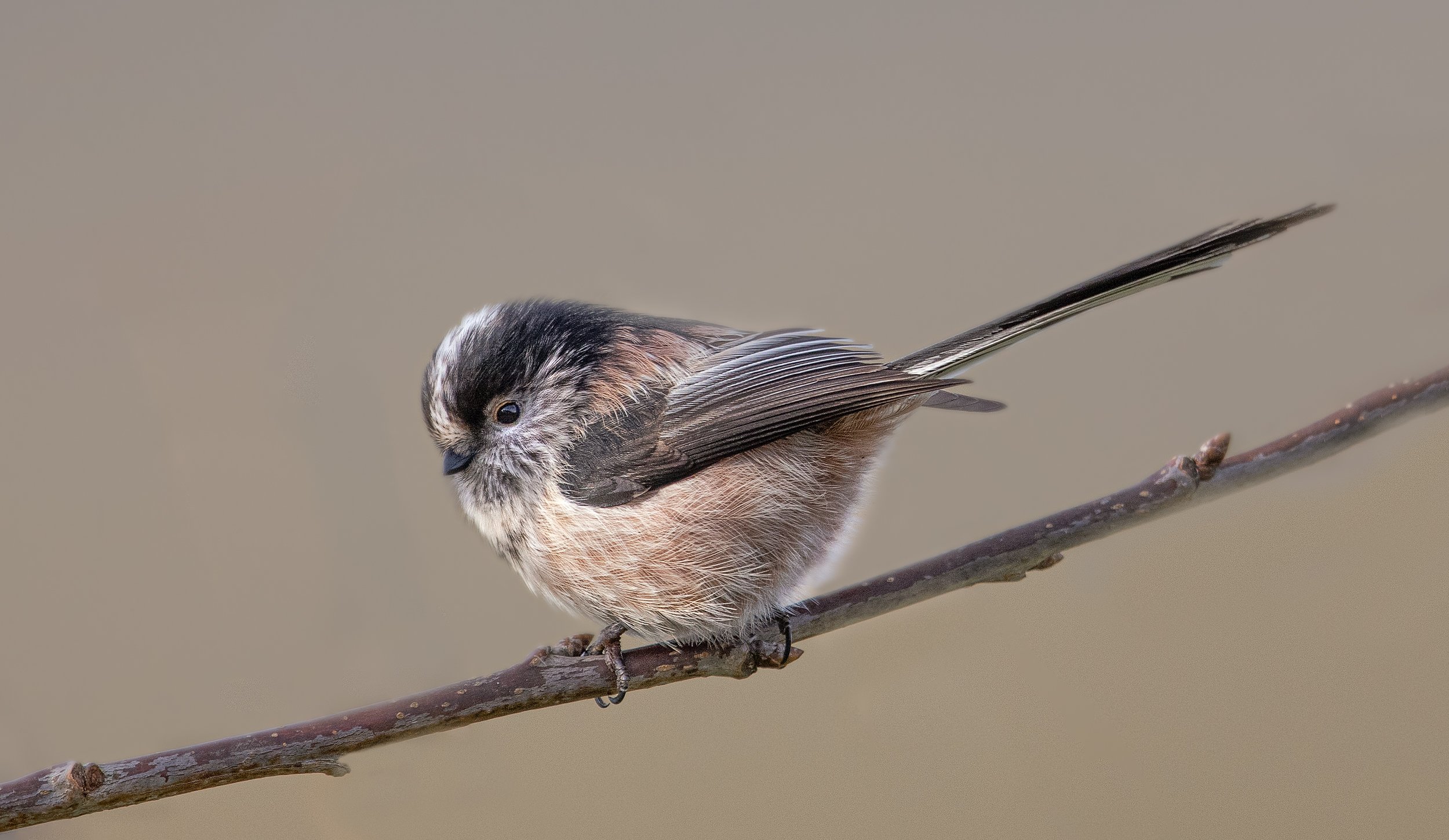 untitled (64 of 139)-Edit-Edit-Edit-Edit.jpg