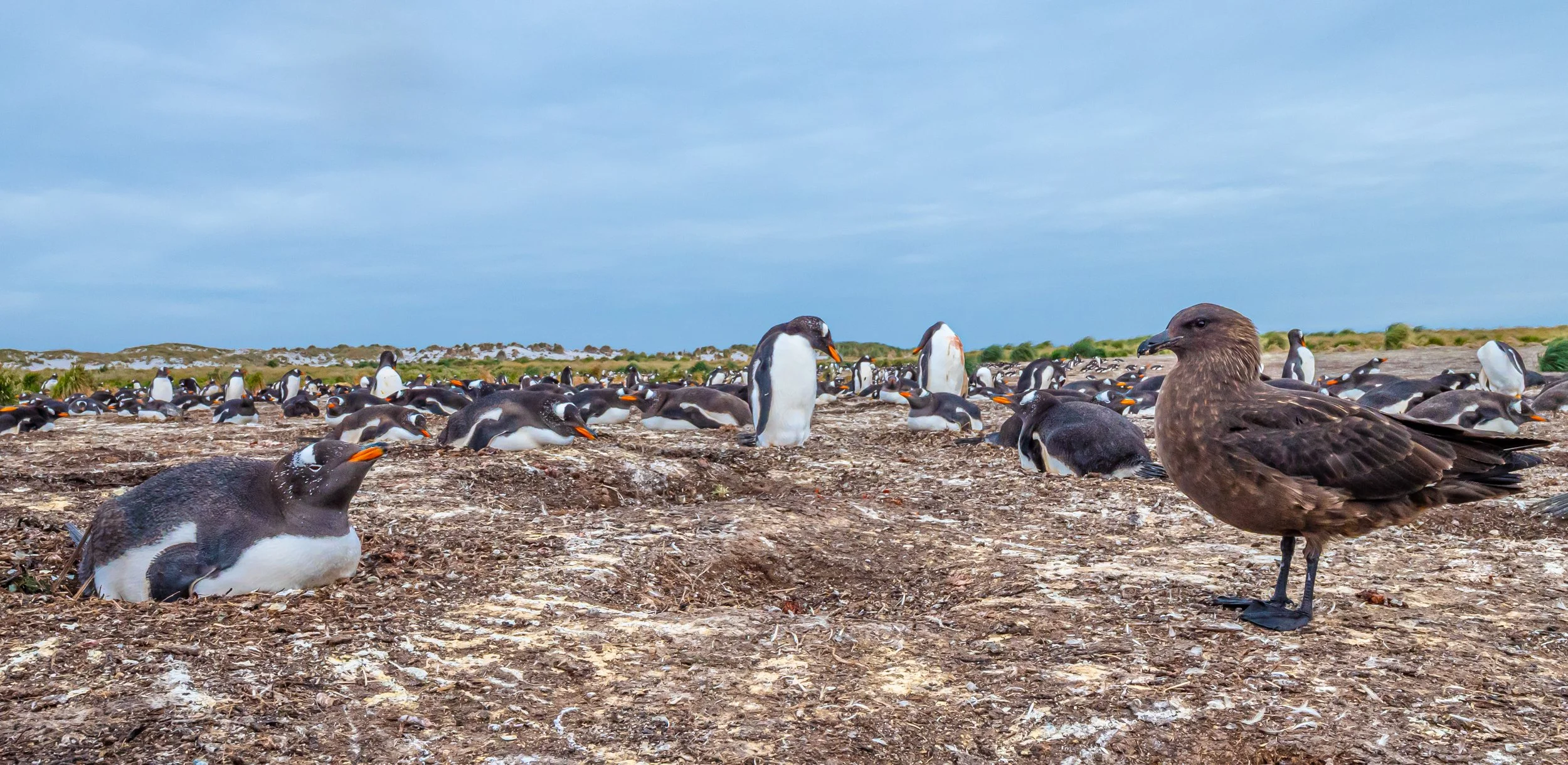 Falklands 8 (2461 of 2696).jpg