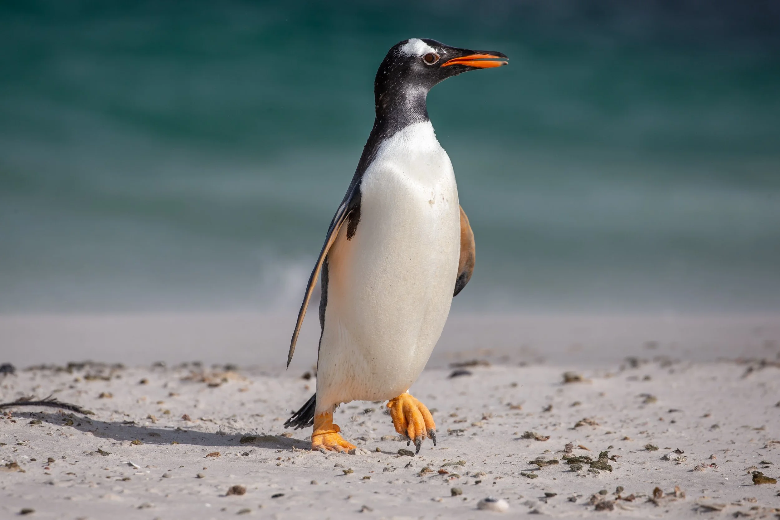 Falklands 3 (354 of 1118).jpg