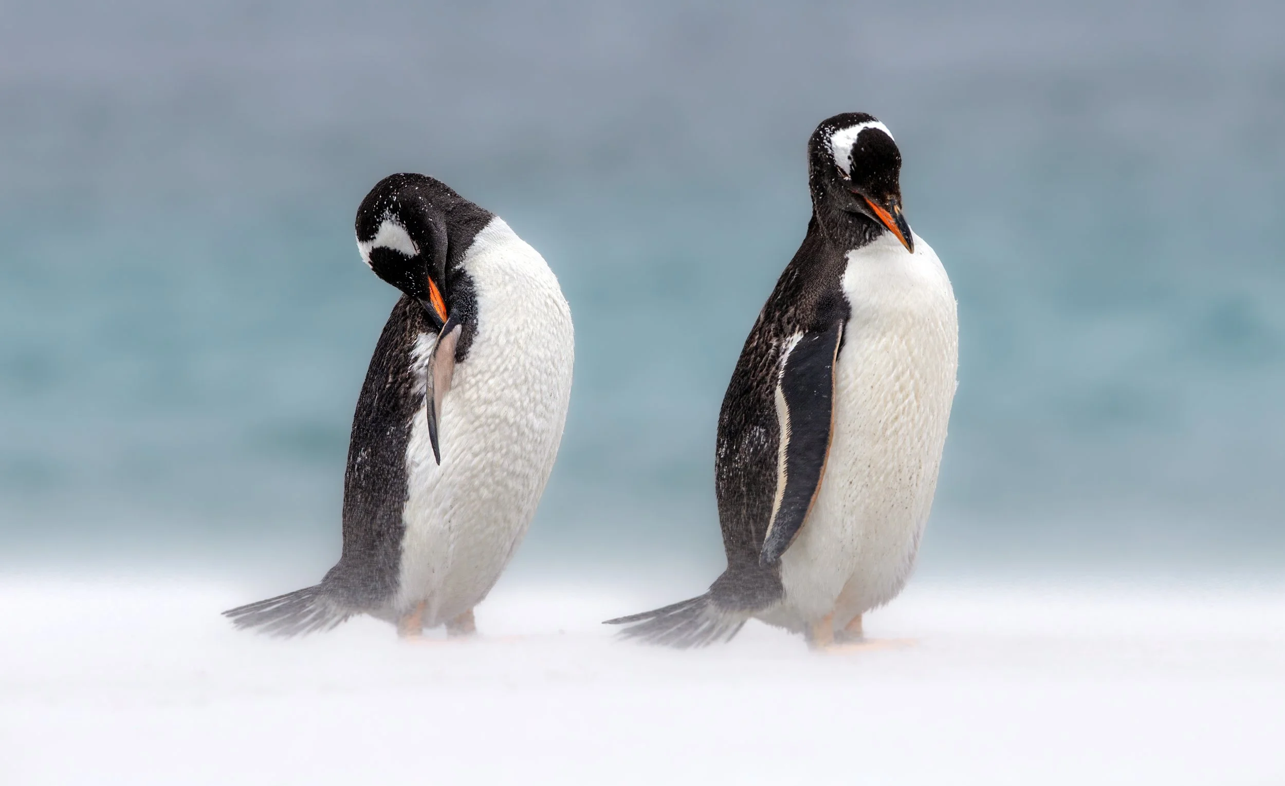 Falklands 6 (280 of 664)-Edit-Edit.jpg