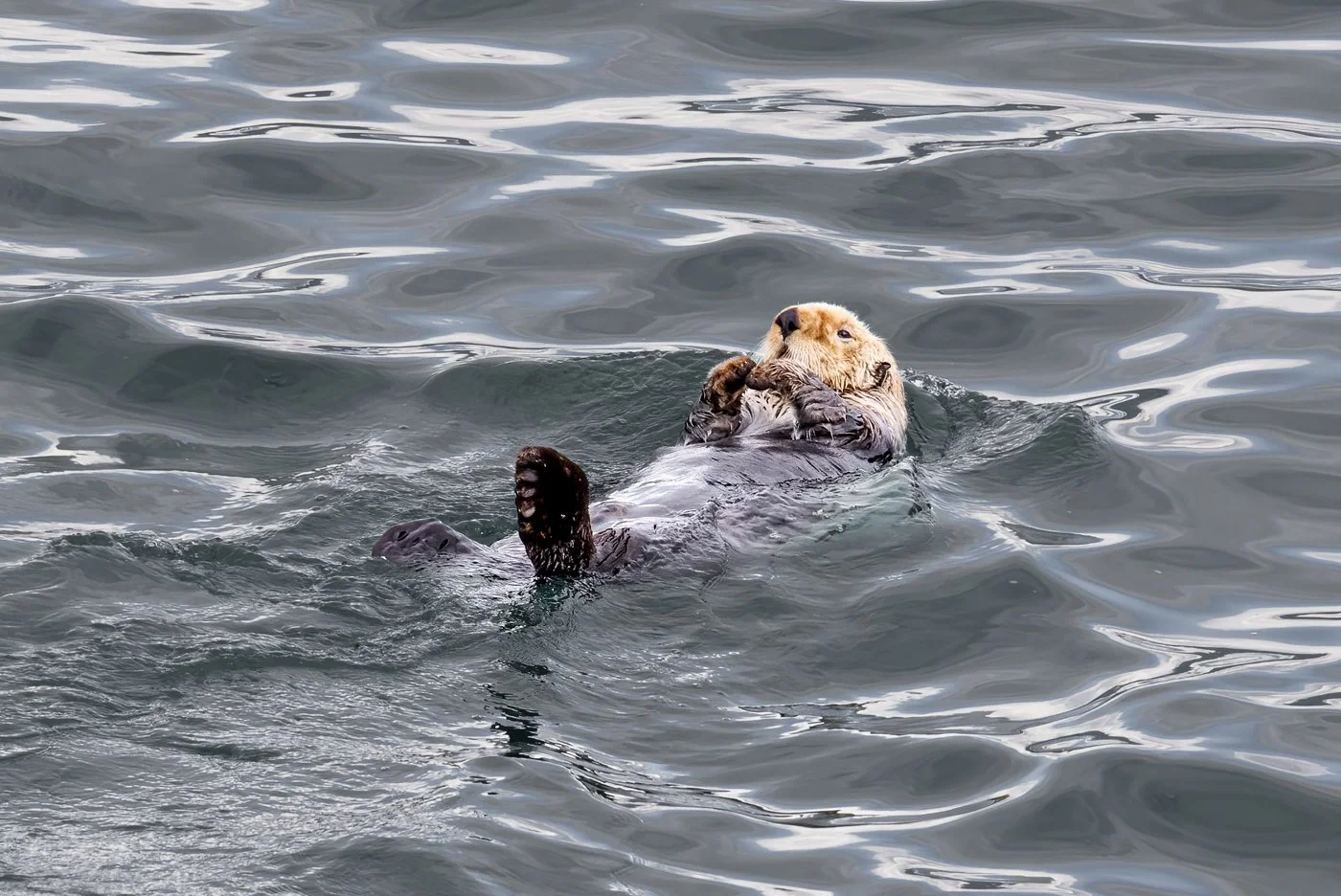 Sea Otter.jpg