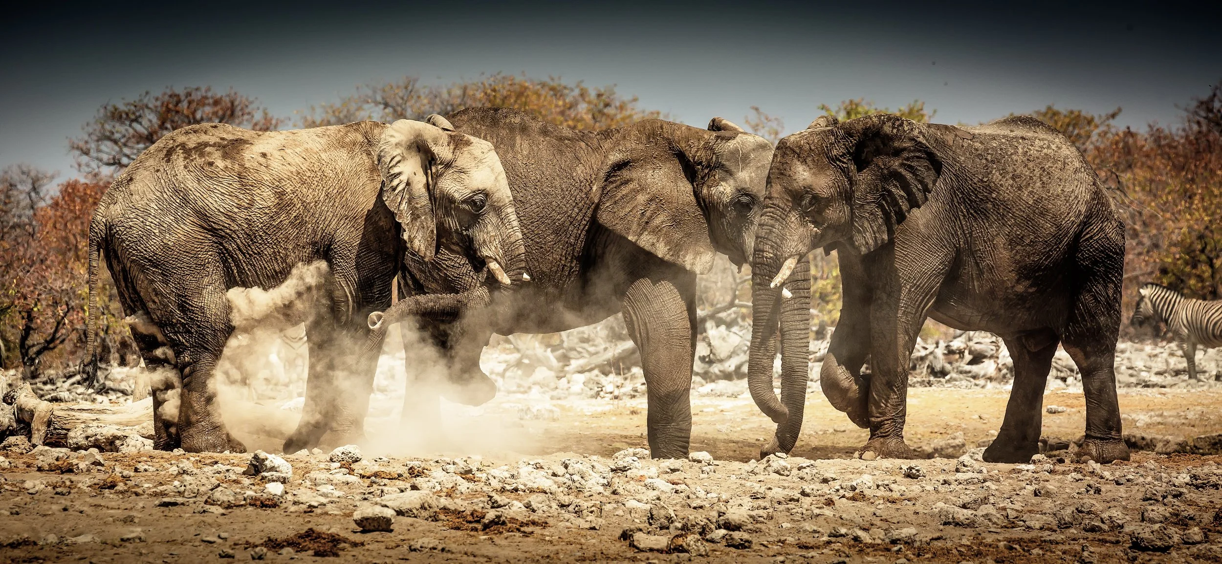 3 elephants-Edit-Edit.jpg
