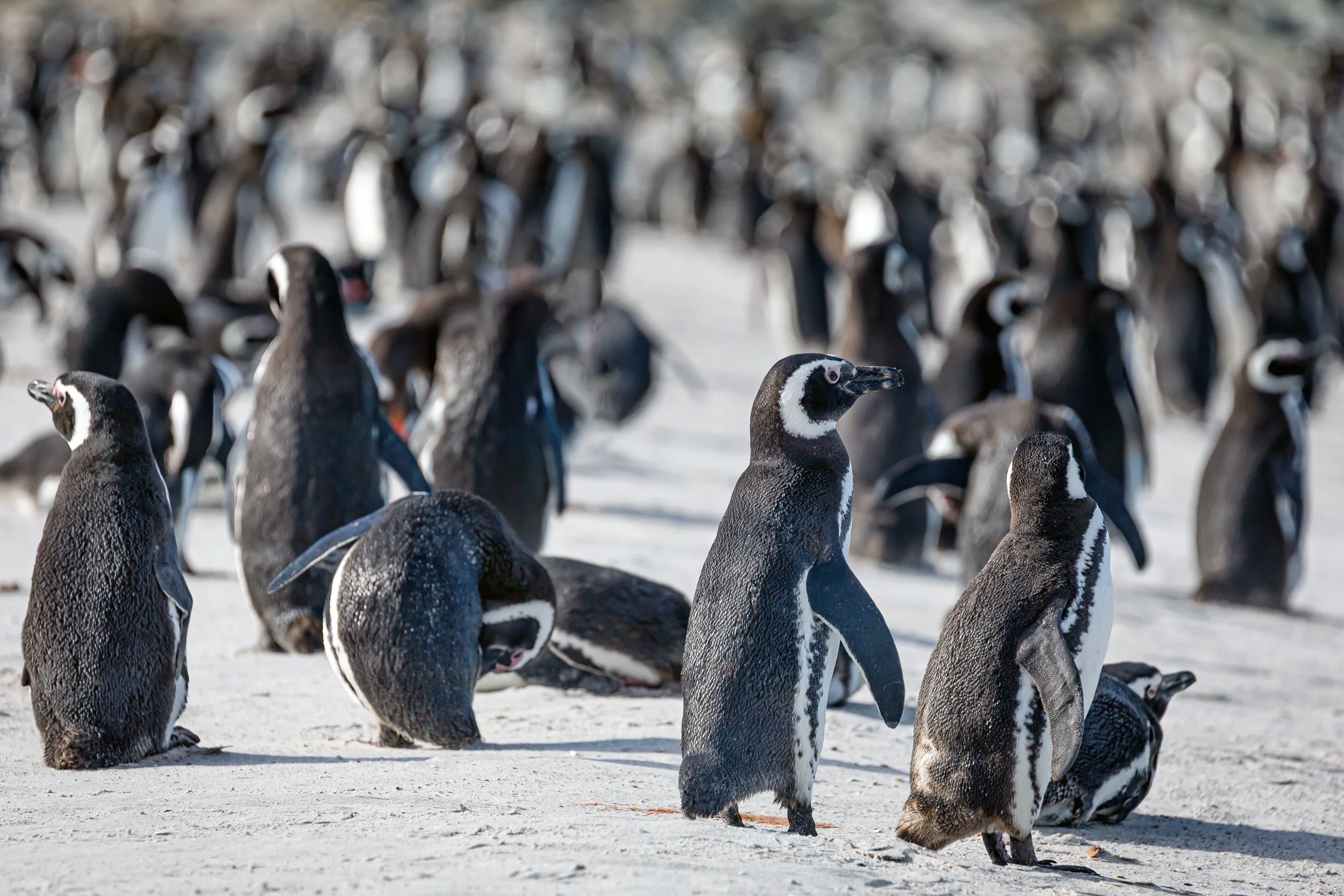 Falklands 8 (1622 of 2696)-Edit.jpg