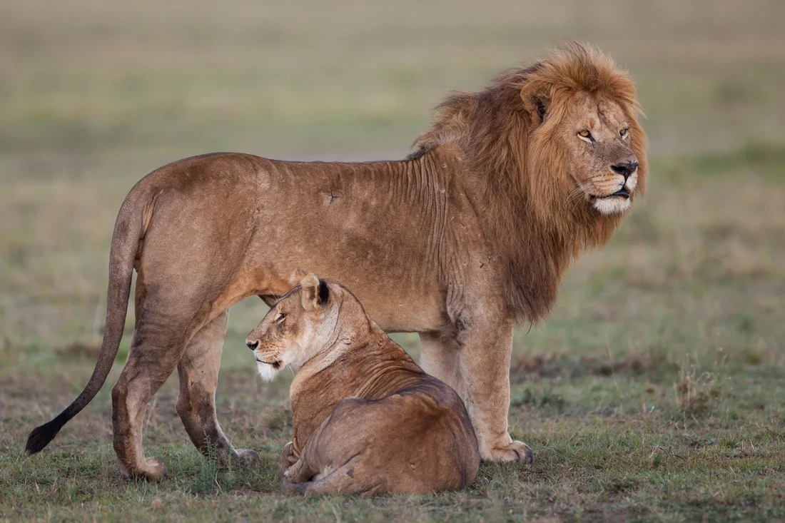 Massai Mara, Kenya  2011 14-3649.jpg