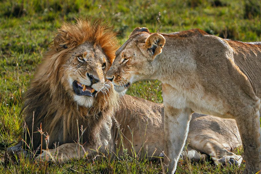 Massai Mara, Kenya  Lion Smile.jpg