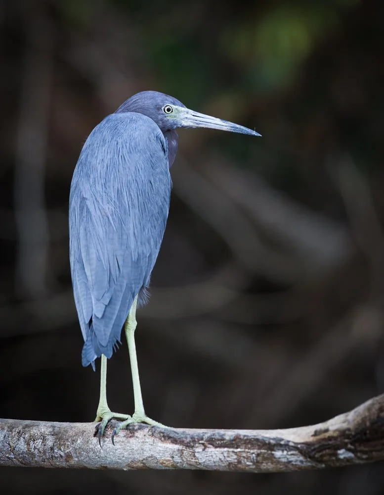 Costa Rica (1218 of 3839)-Edit.jpg