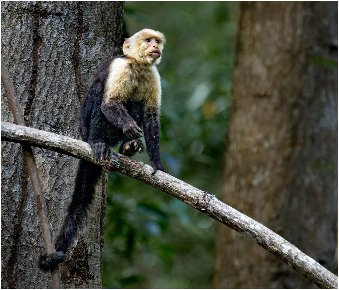 Costa Rica (3408 of 3839)-CR2_DxO_DeepPRIME-Edit-Edit-Edit.jpg