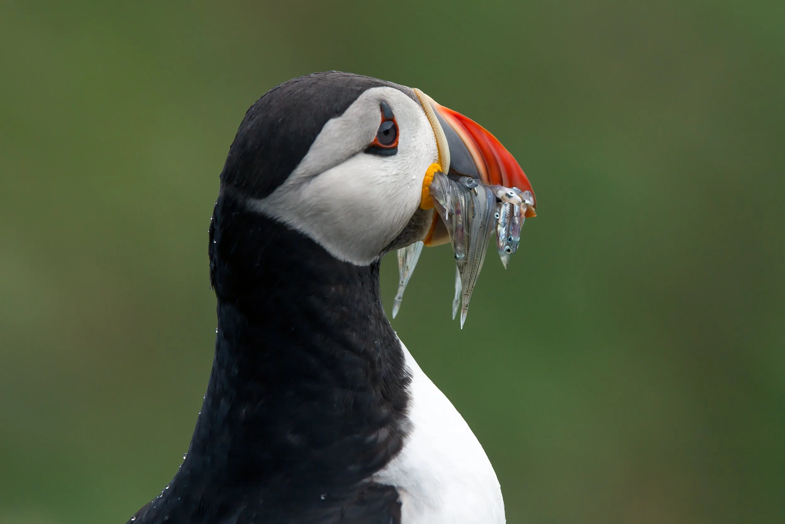 Puffin and sand eels.jpg