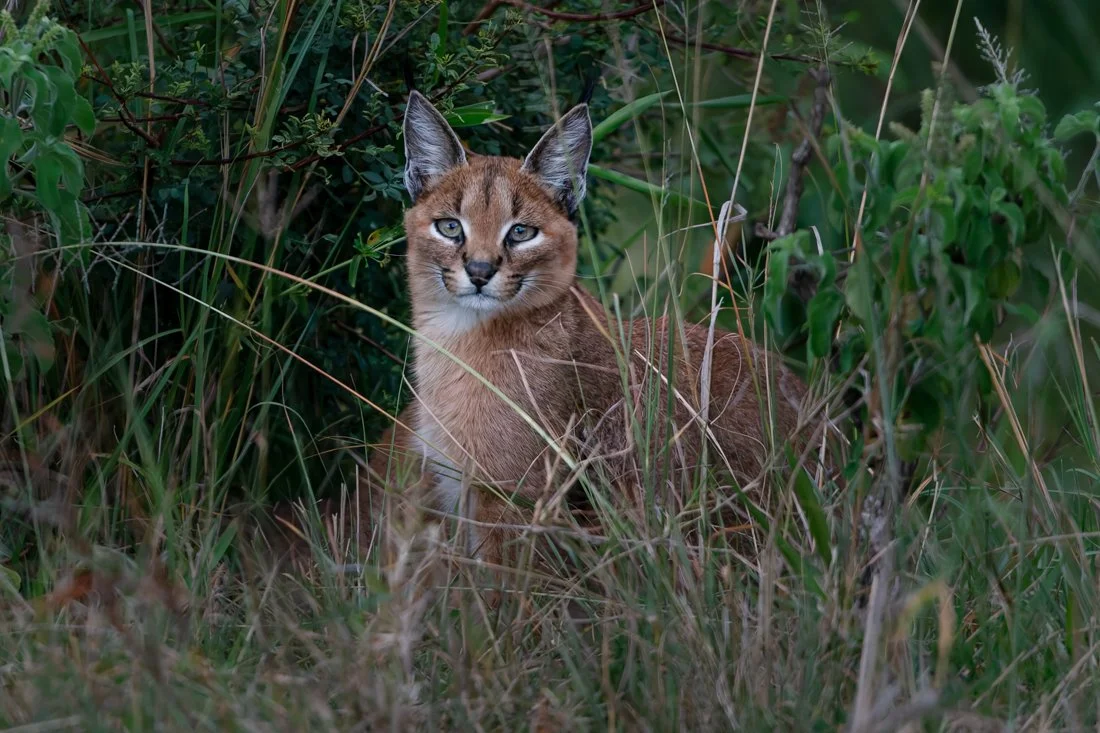 Massai Mara, Kenya  2011 14-865-DxO_DeepPRIME XD2s.jpg