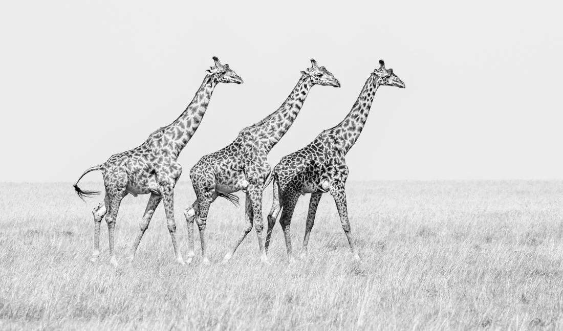 untitled (1148 of 6546)-Edit.jpg