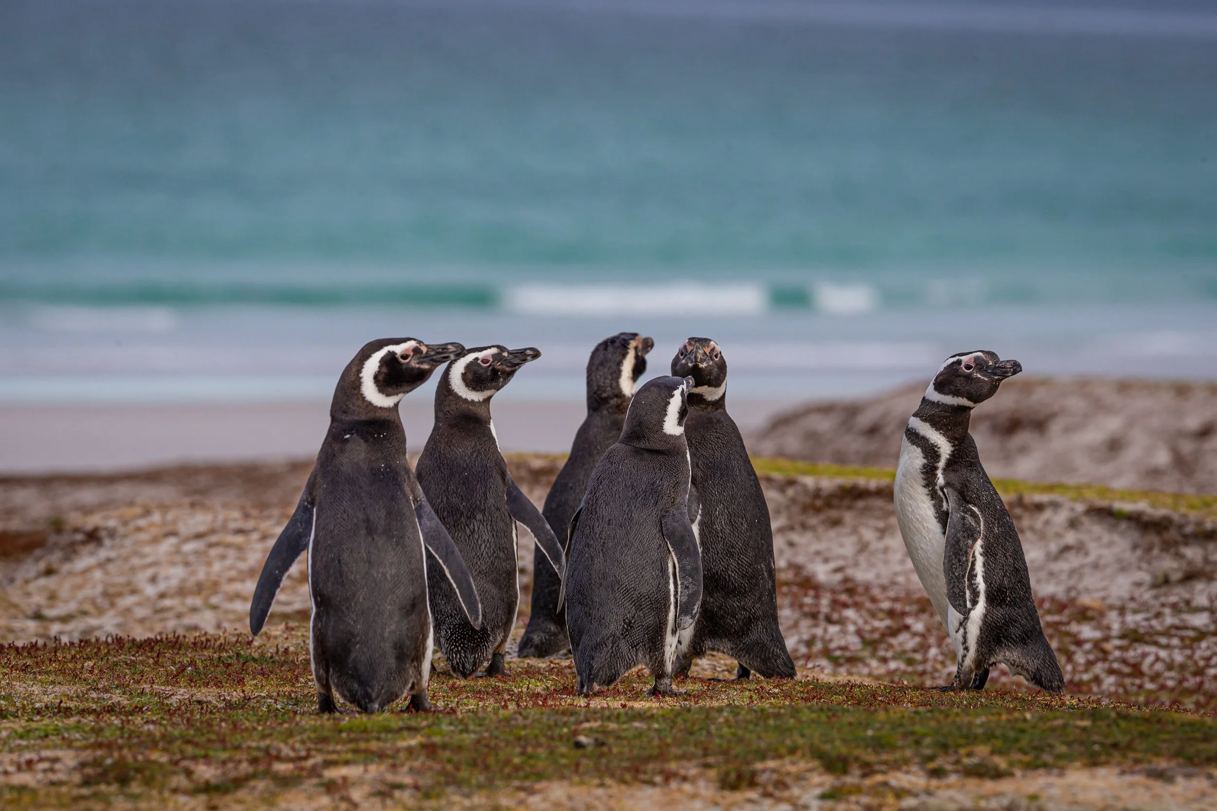 Falklands 10 (241 of 680).jpg