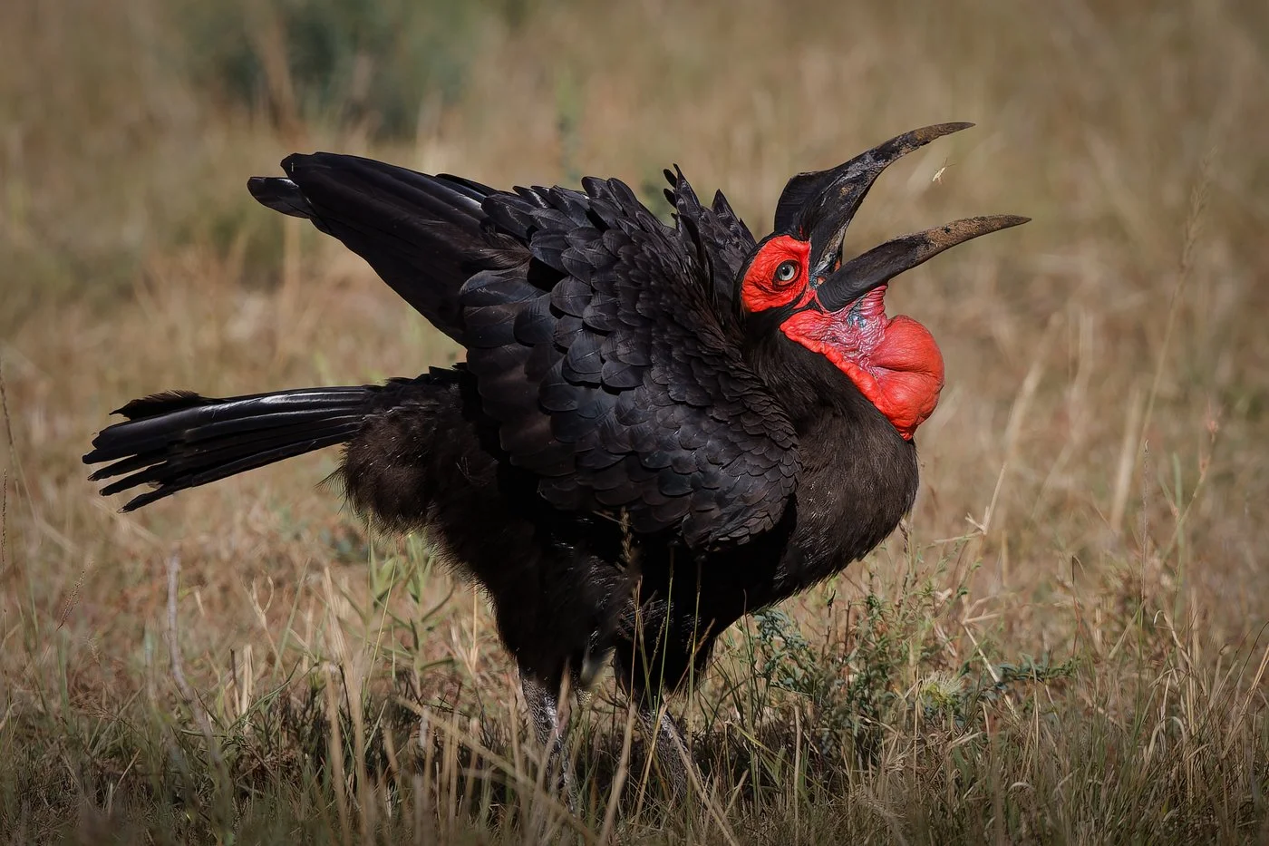 Masai Mara, Kenya  2011 18-46-CR2 rev1.jpg