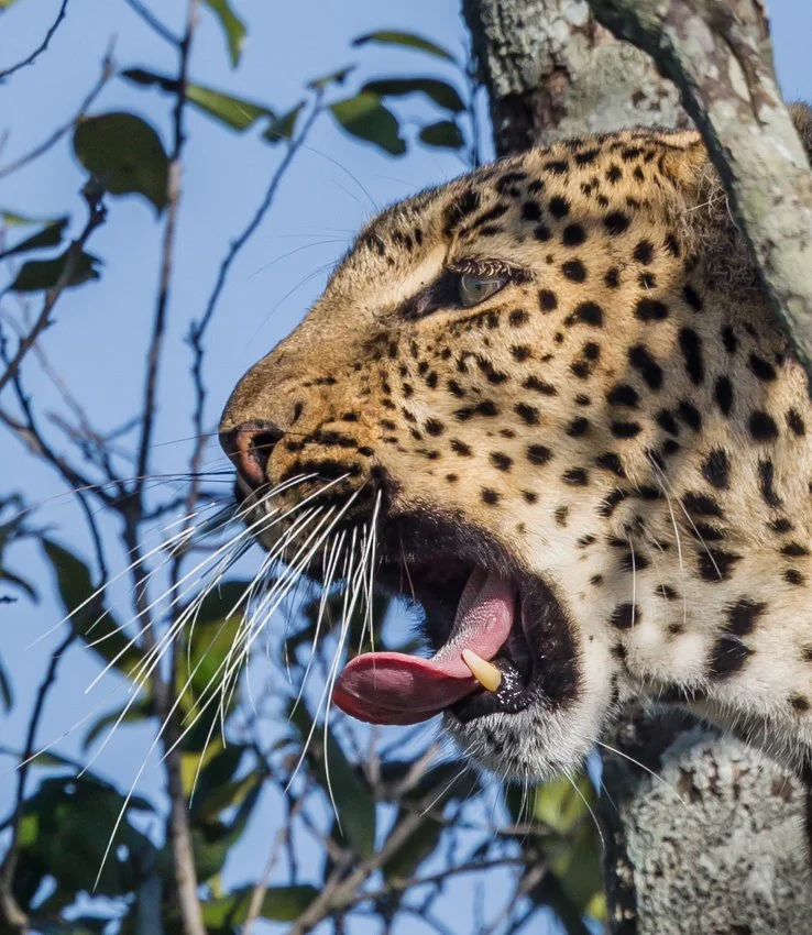 Massai Mara, Kenya  2011 14-2292.jpg