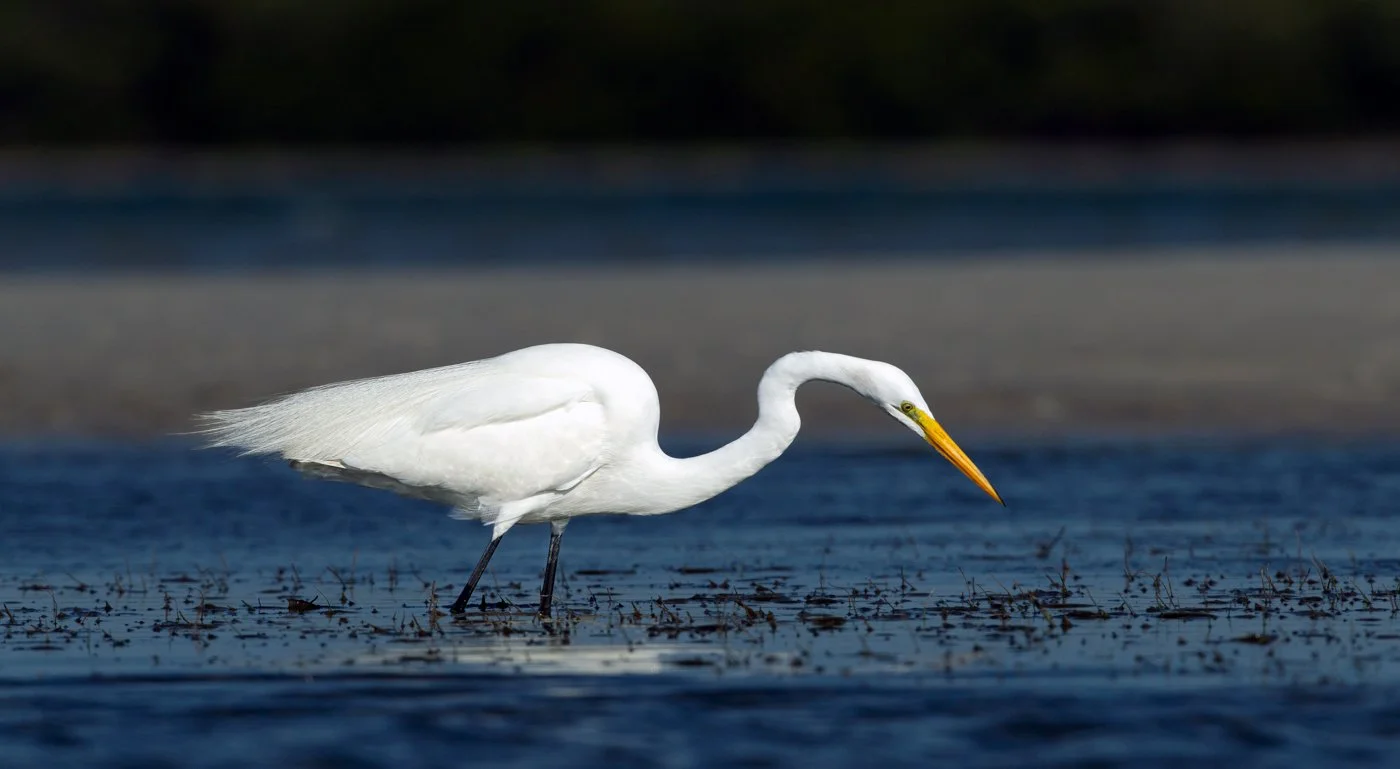 Florida Birds (2737 of 1465)-Edit.jpg