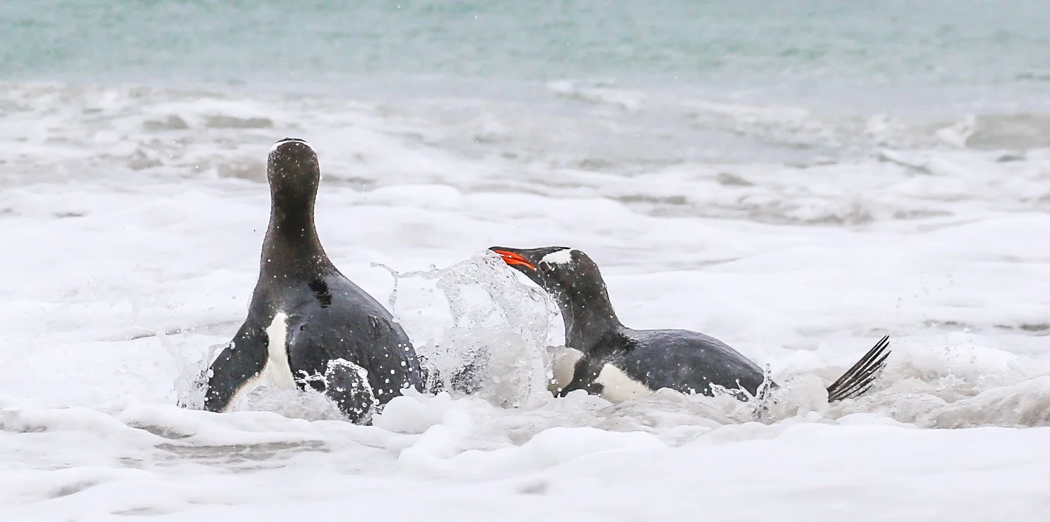 Falklands 3 (810 of 1118).jpg