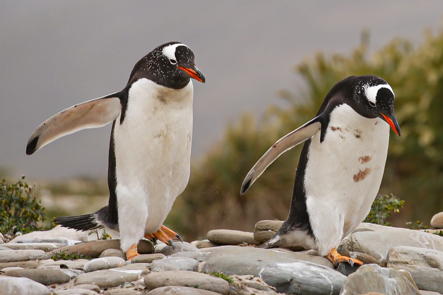 Falklands 3 (644 of 1118).jpg