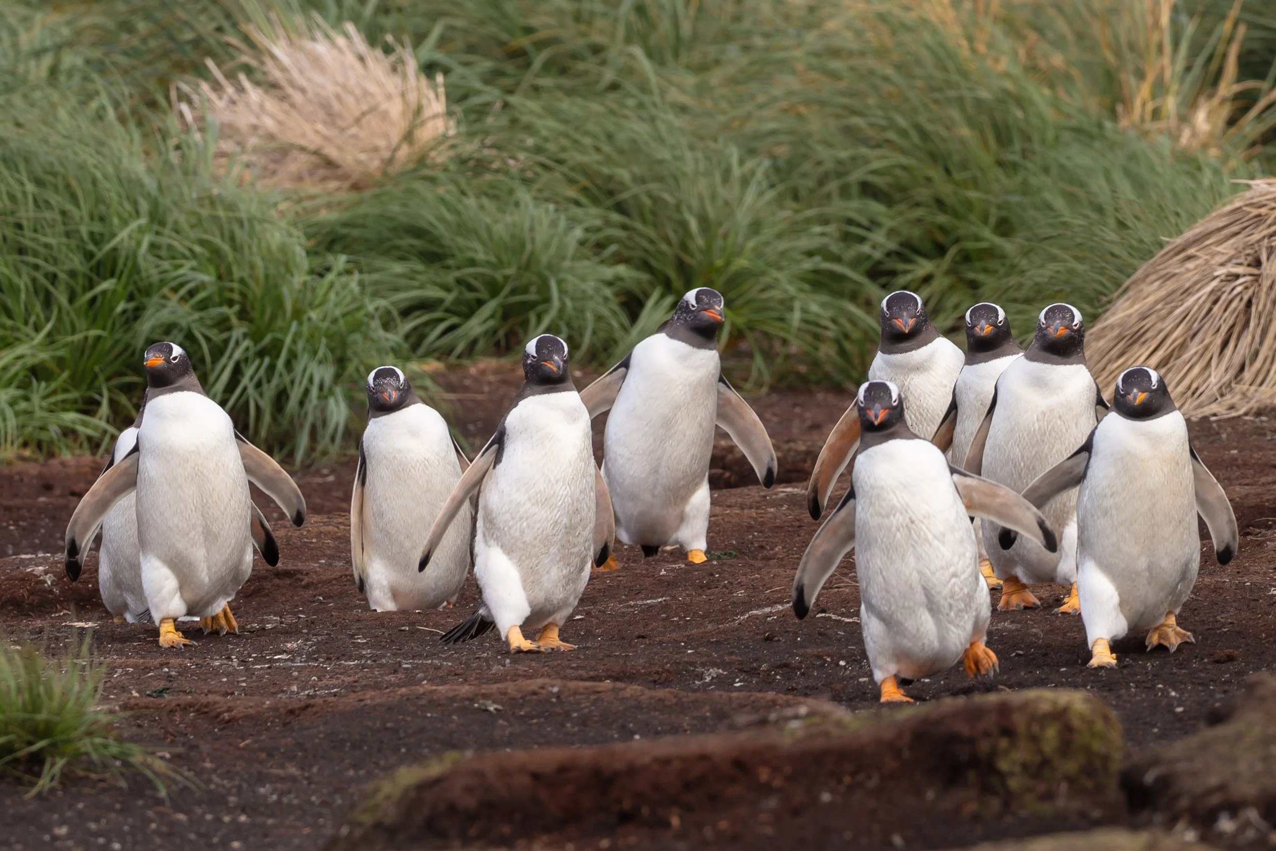 Falklands 5 (168 of 192).jpg