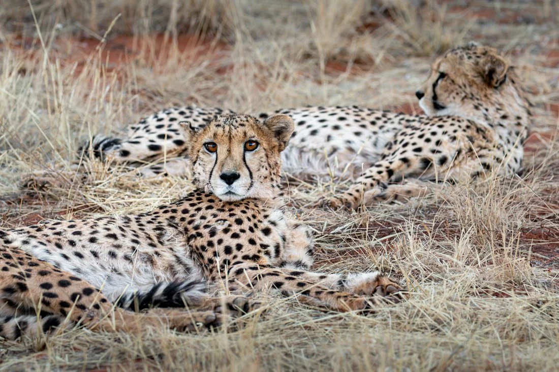 Namibia 21 (208 of 286)-DxO_DeepPRIME XD2s.jpg