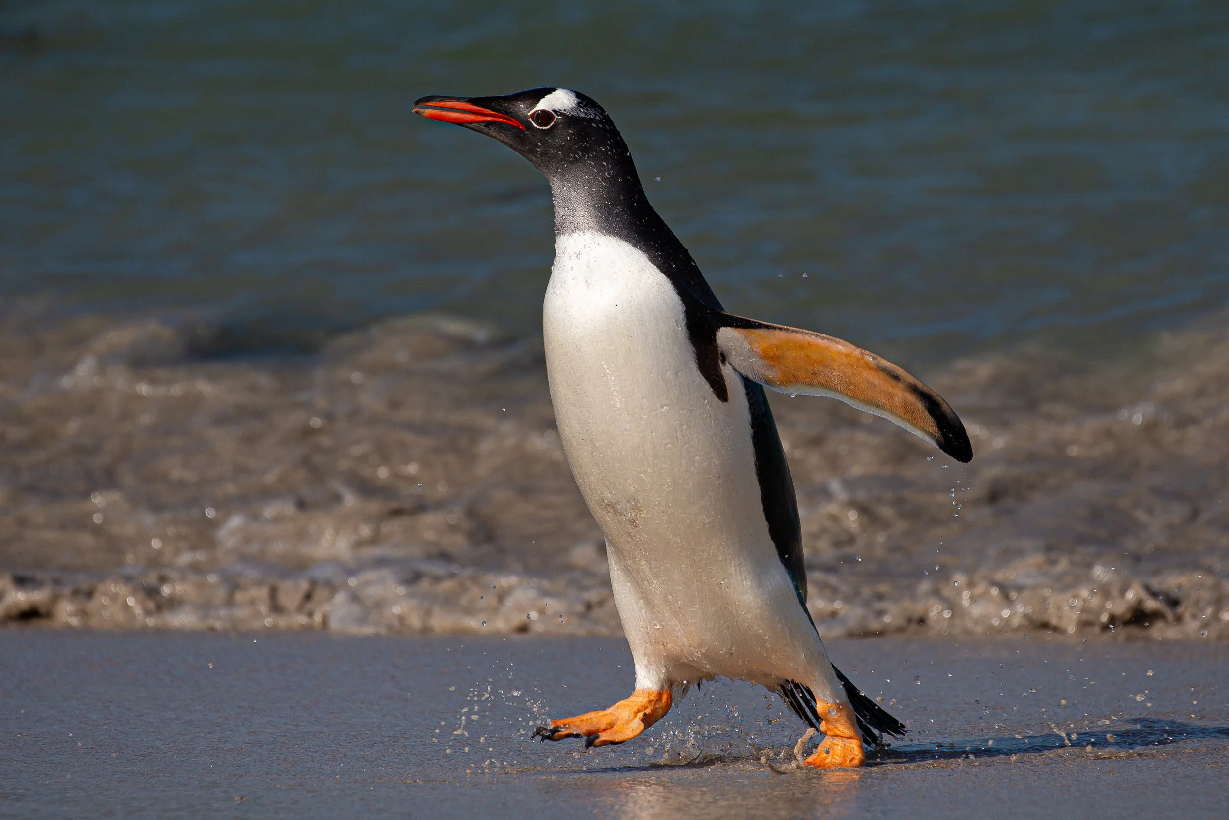 Falklands 9 (508 of 764).jpg