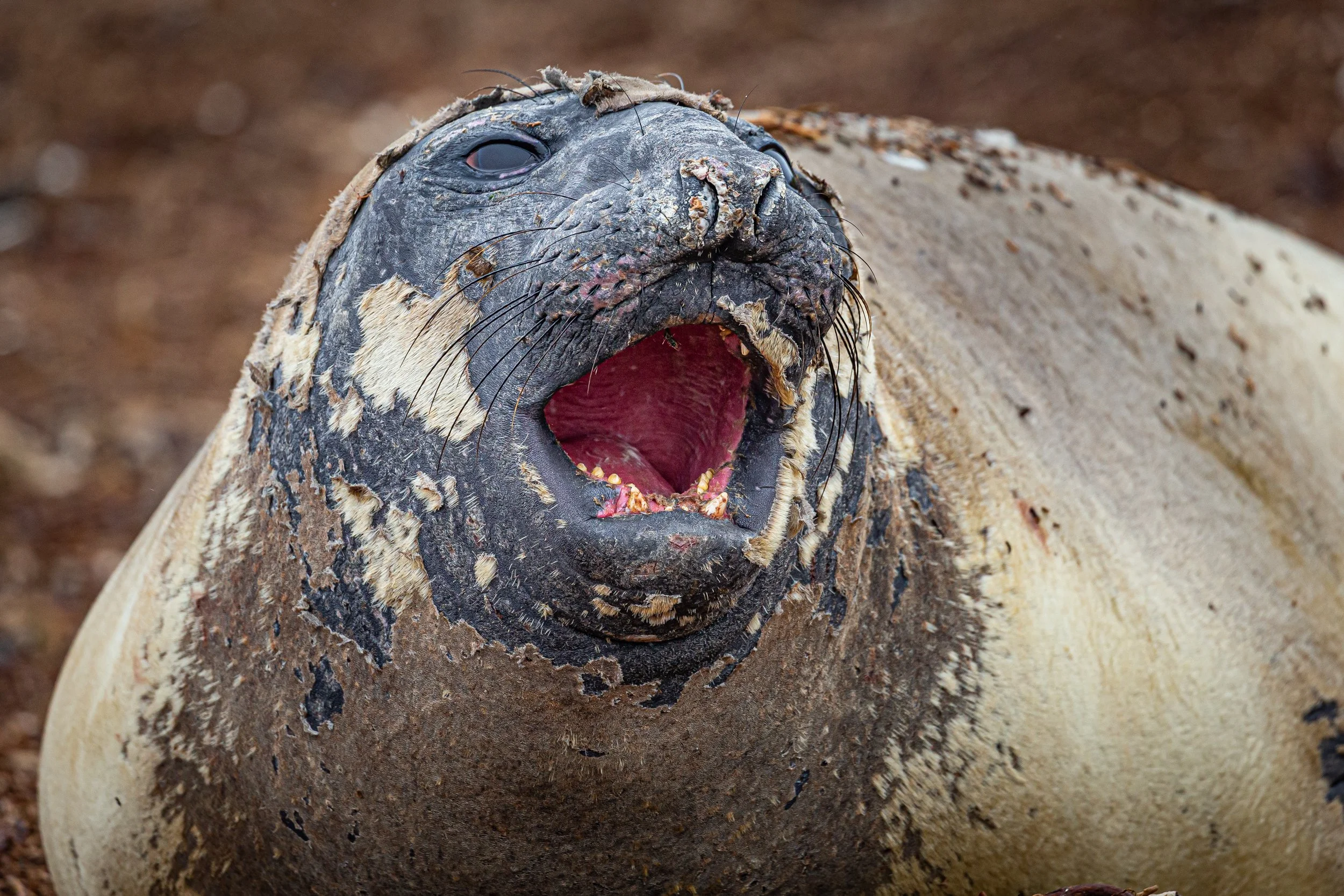 Falklands 3 (101 of 1118).jpg