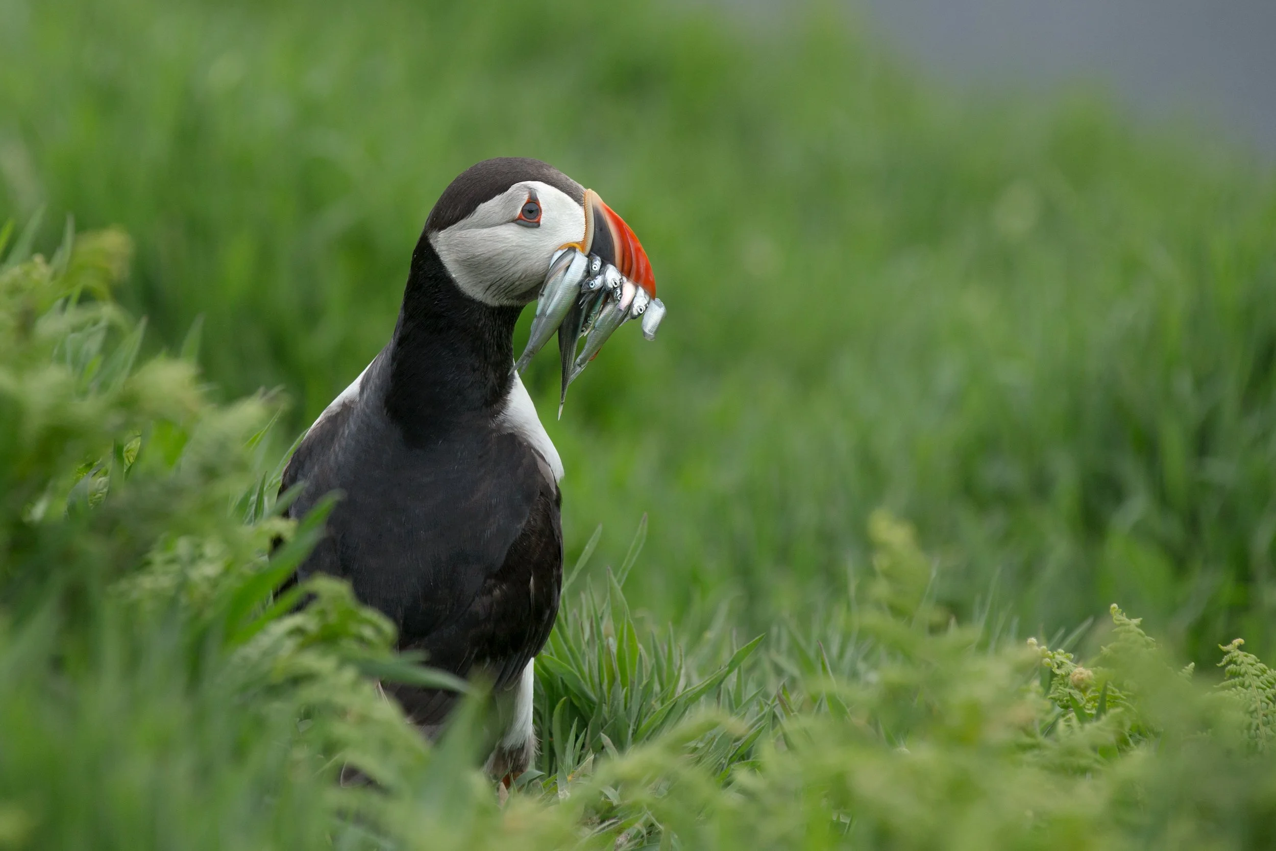 Puffin 8.jpg